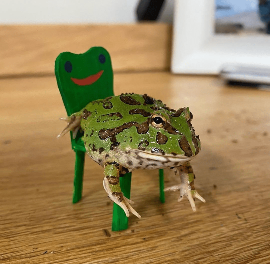 Froggy on the Froggy Chair r/AnimalCrossing