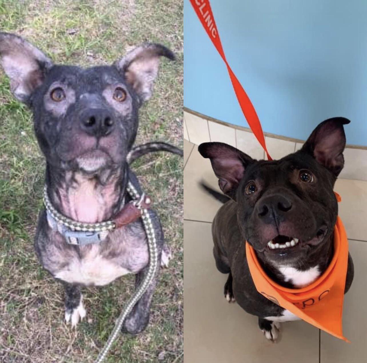 Maverick was pulled from a neglectful owner after being found in