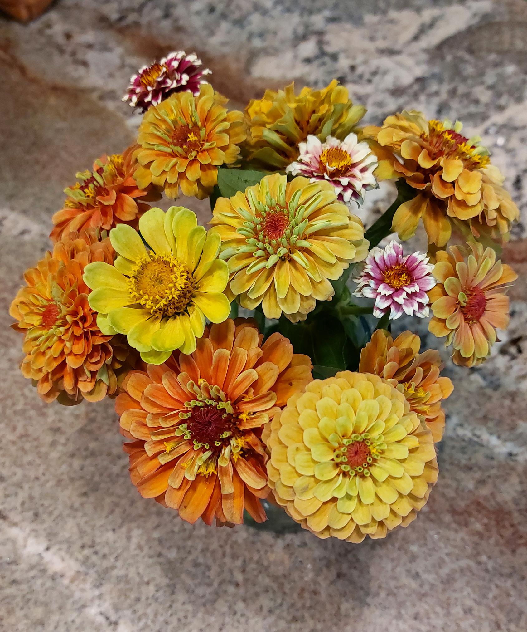 Cut Queen Lime zinnias looking sunny even when its raining out r
