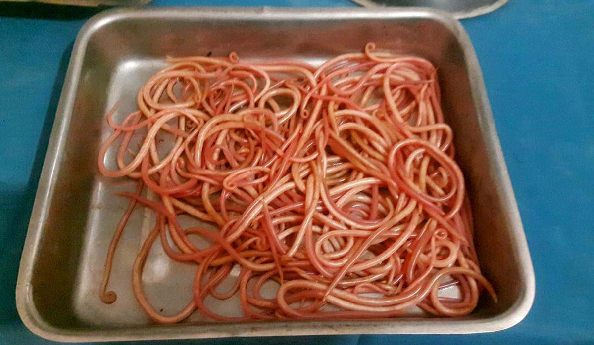 Spaghetti worms r/forbiddensnacks