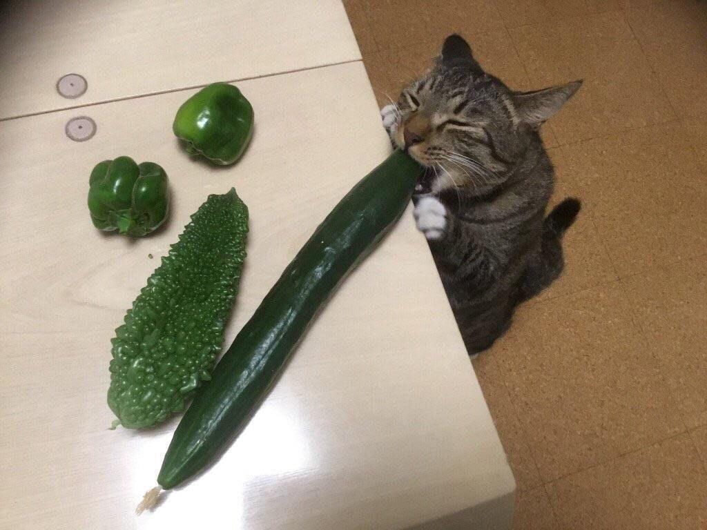 some cat eating a zucchini (=^･ω･^=) u/sparechangMAM