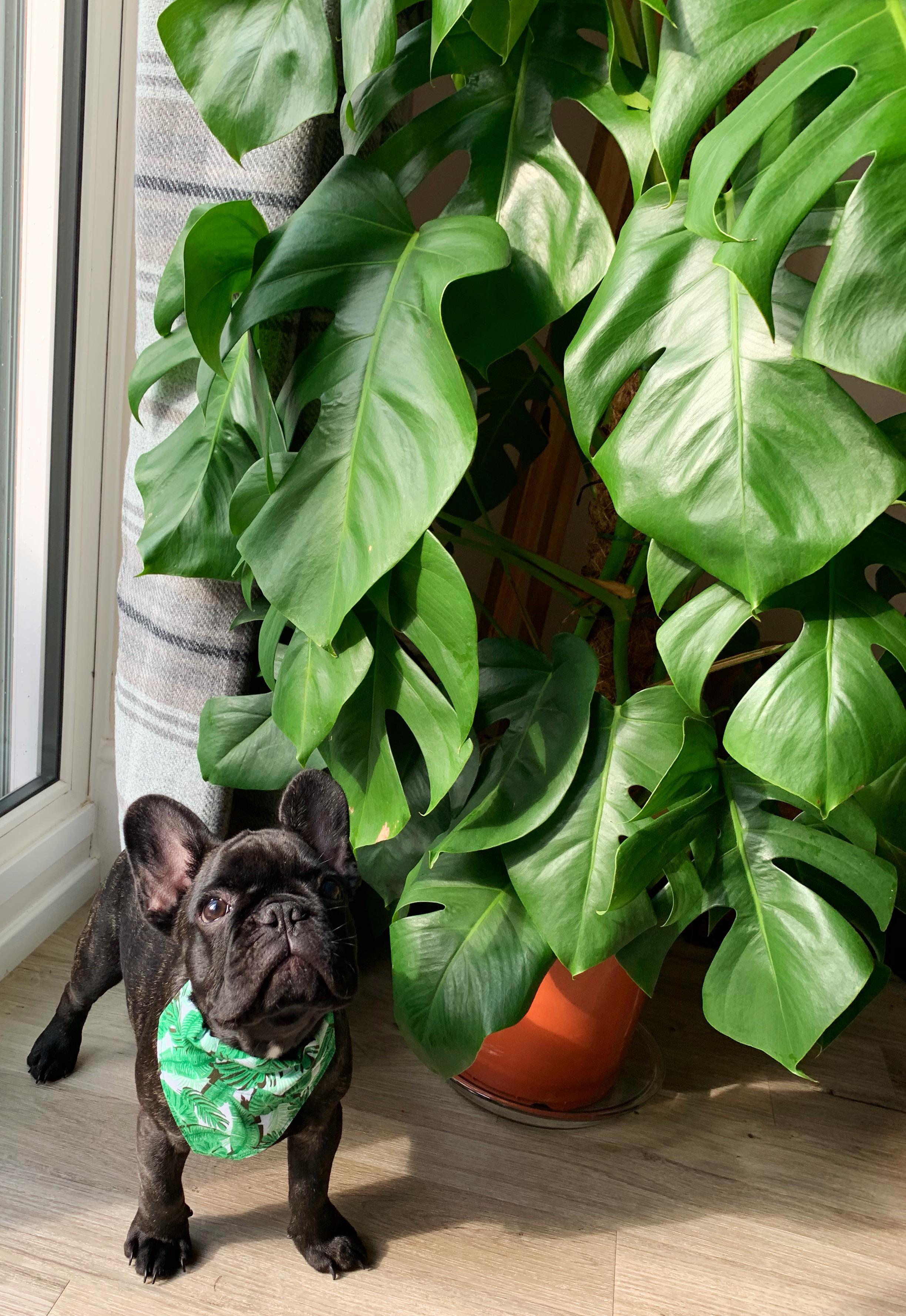 A (p)update on my monstera! 2 new holey leaves (and a few attempted
