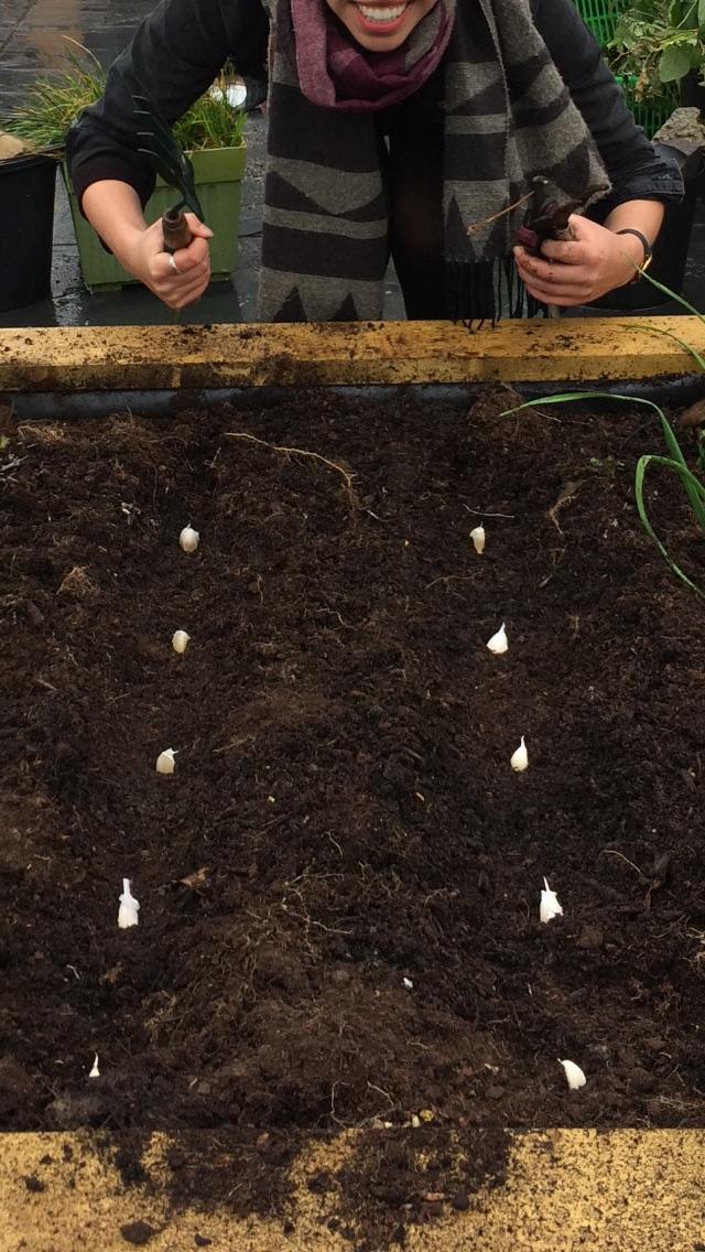 Planted some garlic cloves. Praying to the horticultural gods for a