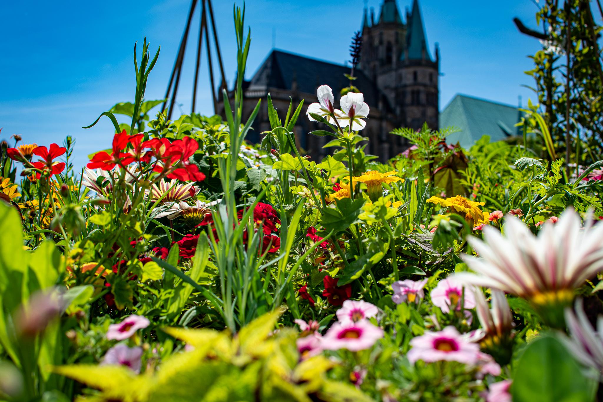 Flower City Erfurt r/germany