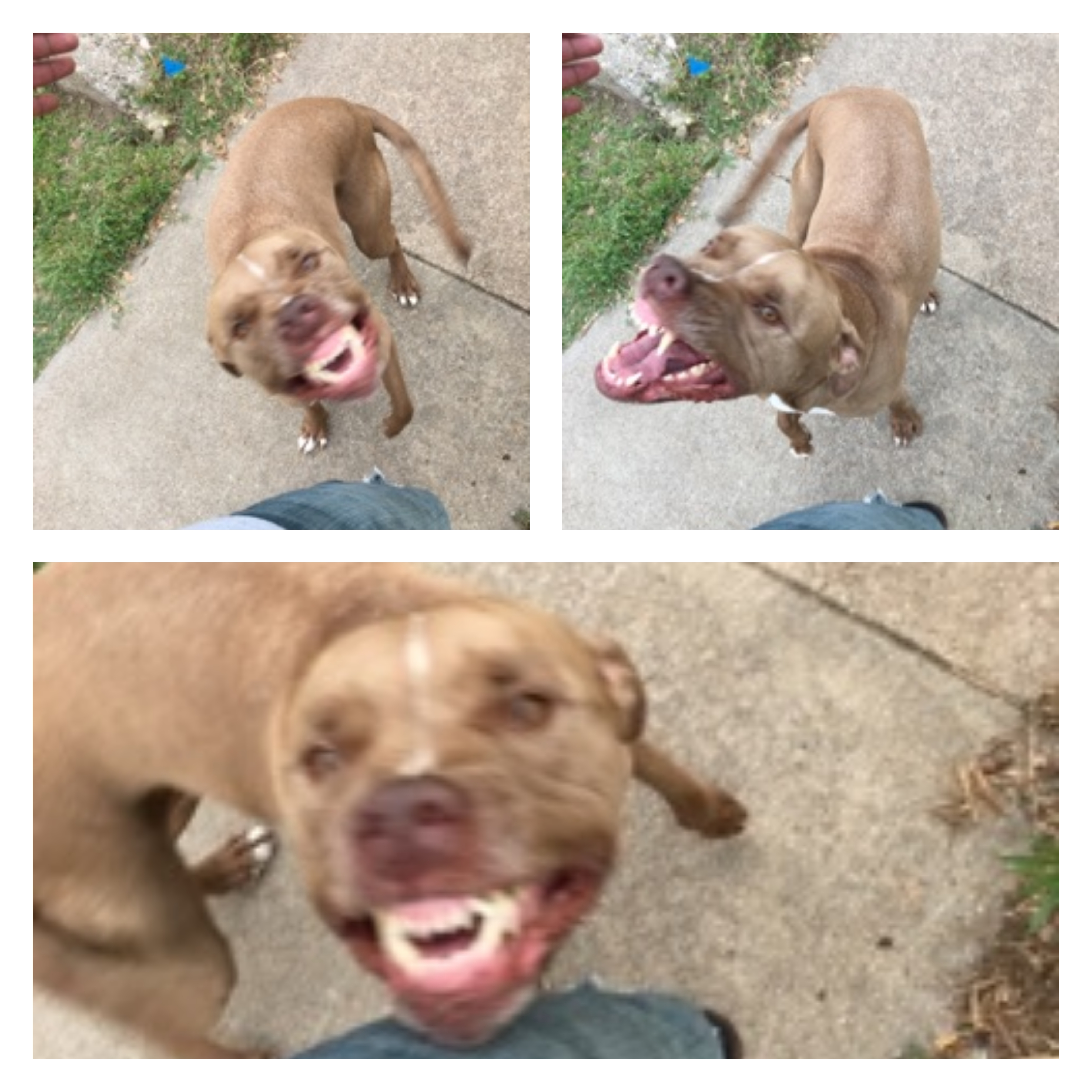 My buddy's dog greets me with a "smile" every time he sees me r/funny