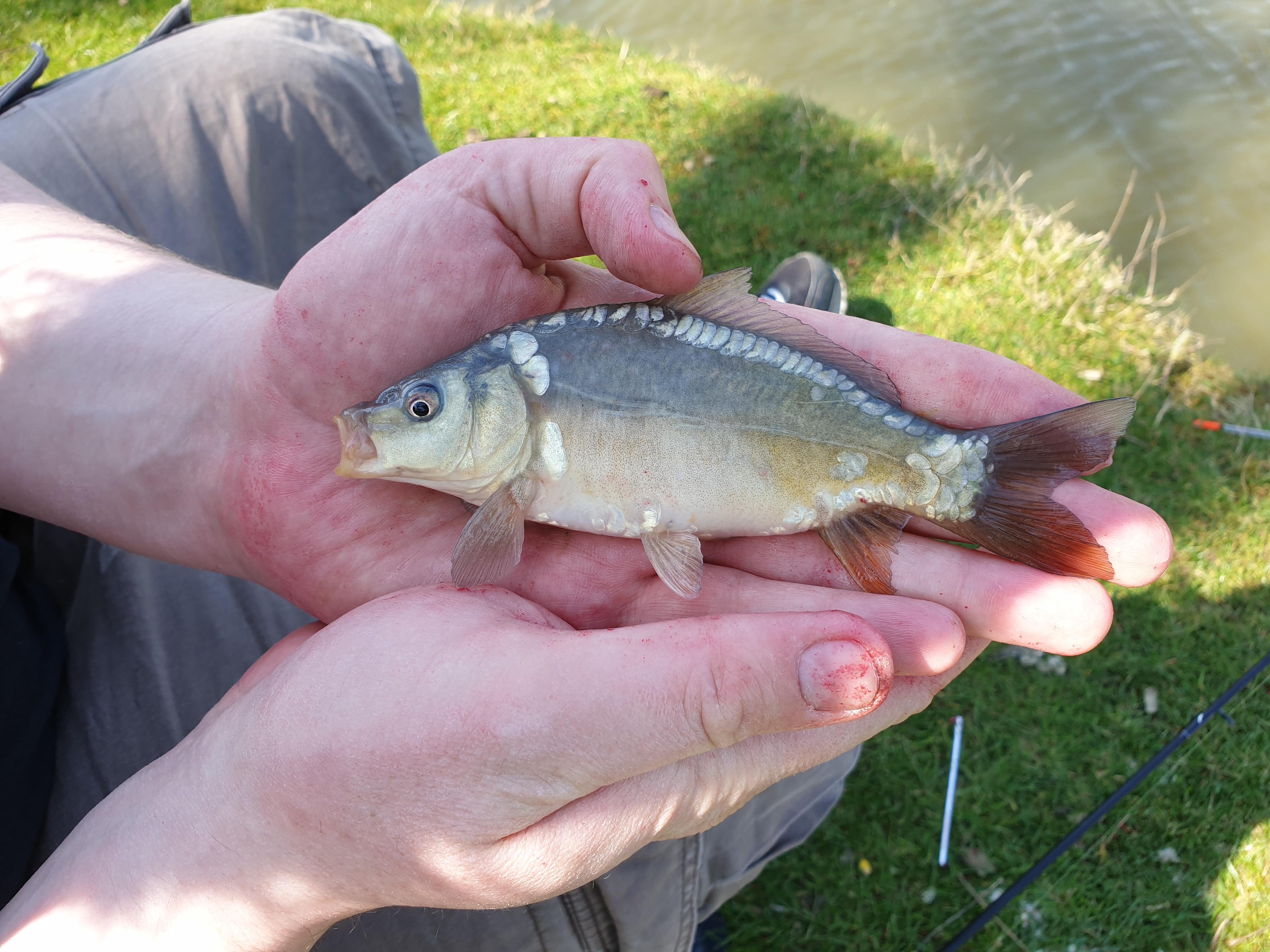 Tiny mirror carp. r/MicroFishing