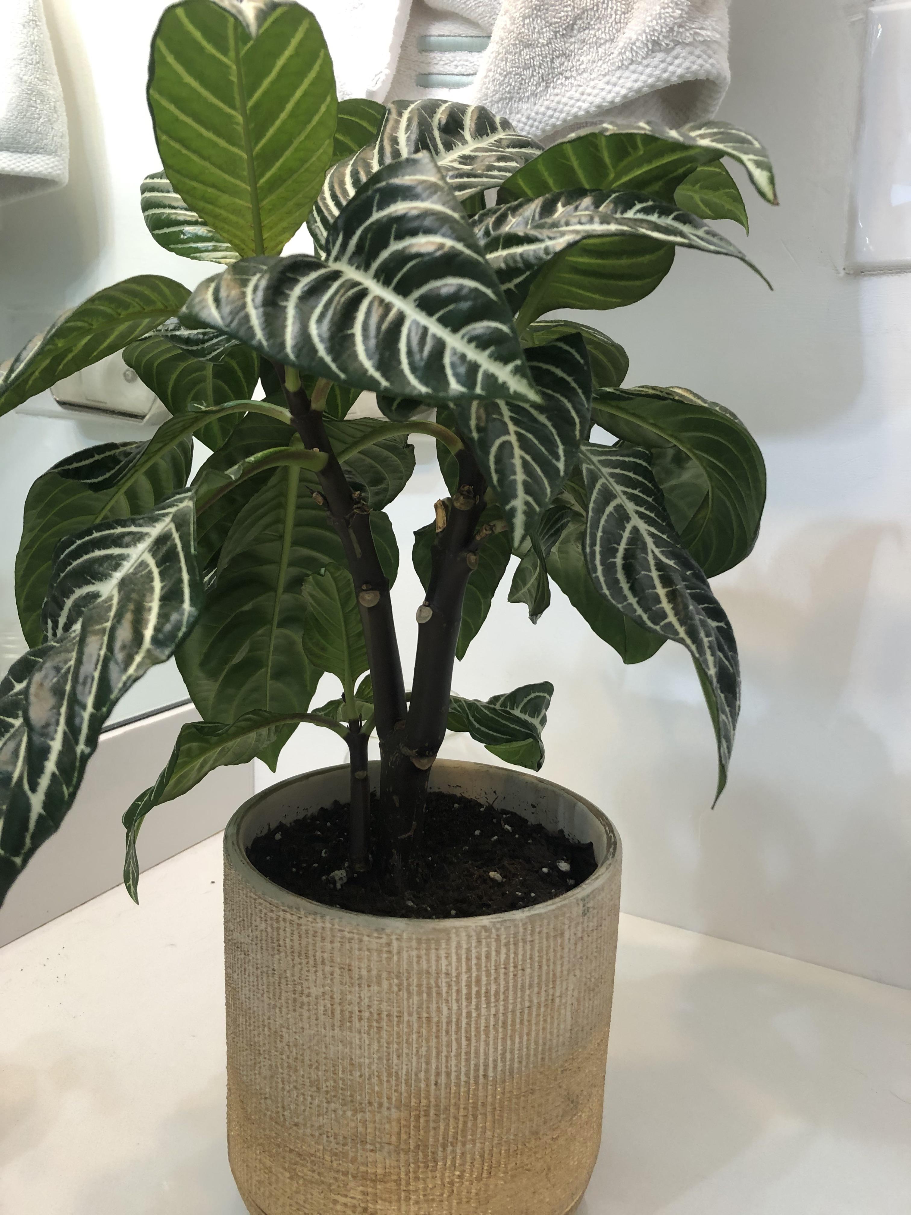 Anyone know how to prop a zebra plant? r/houseplants