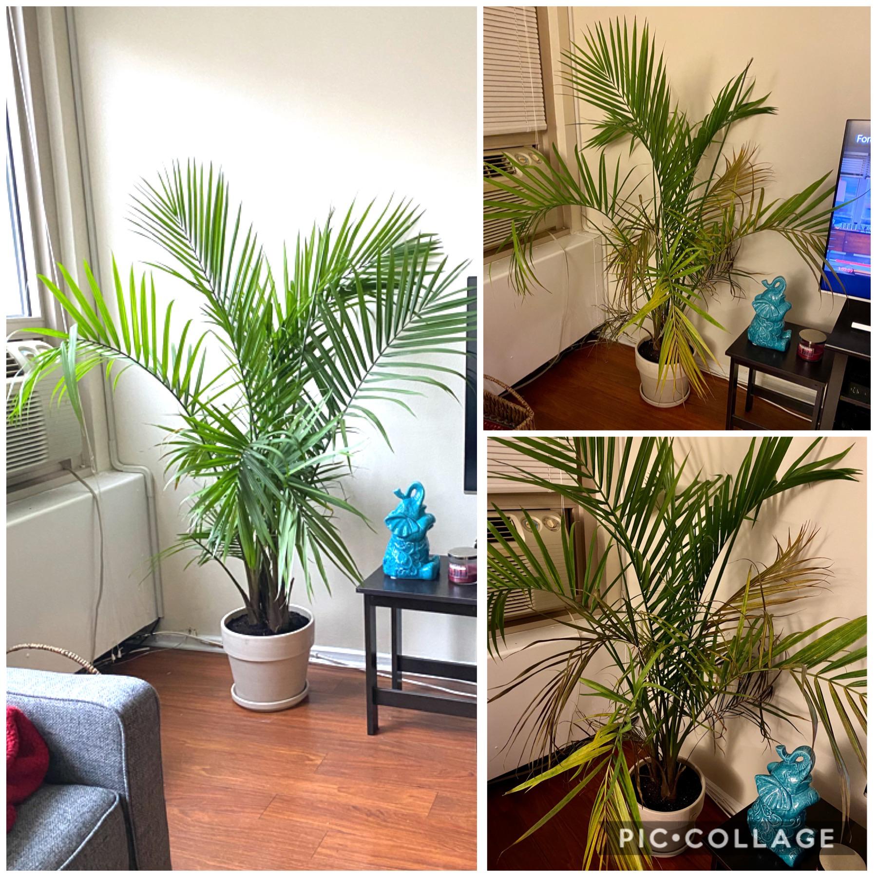 My Areca Palm has been rapidly deteriorating since I bought it 10 days