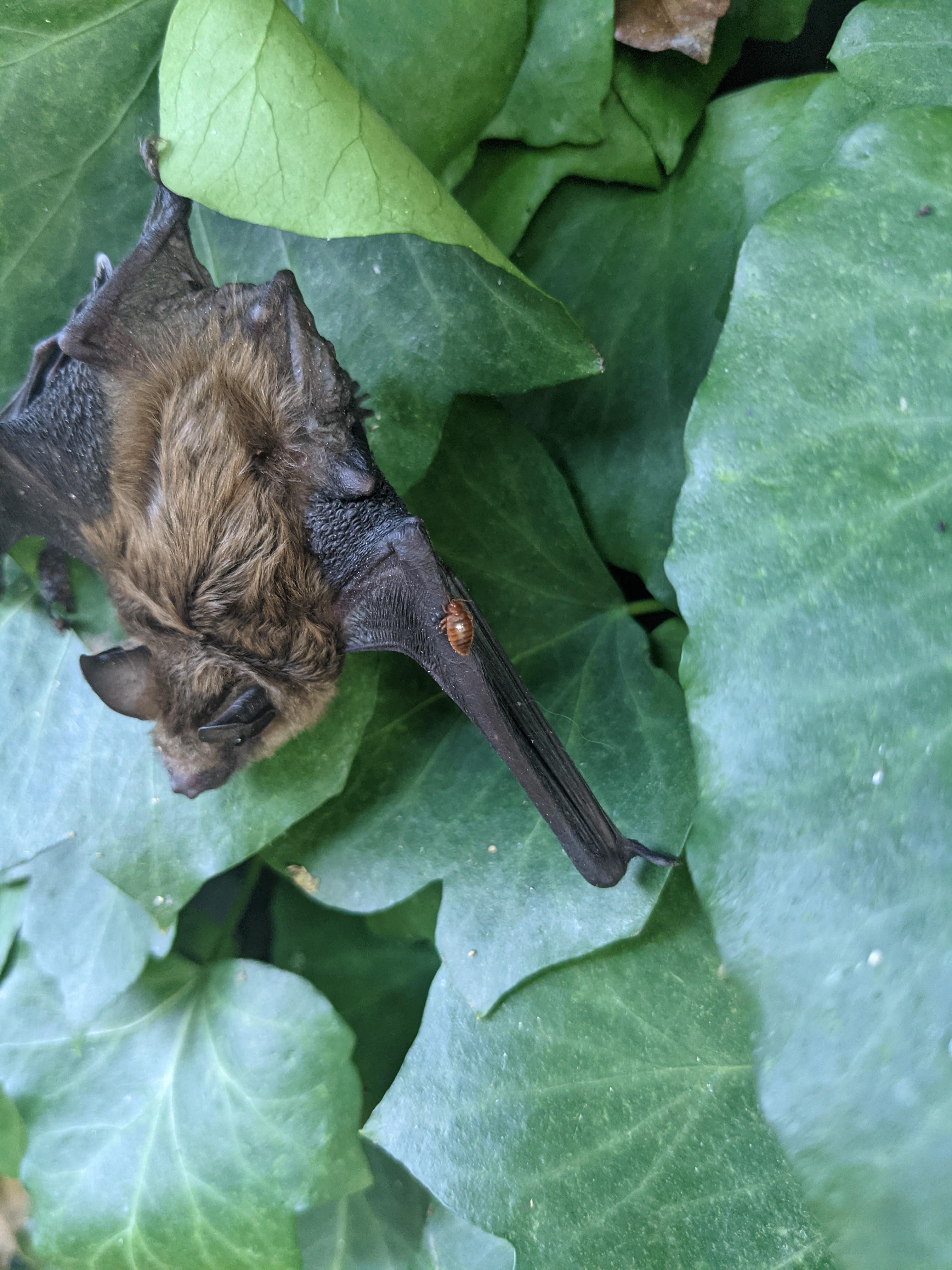 A true Bat Bug! : r/whatsthisbug