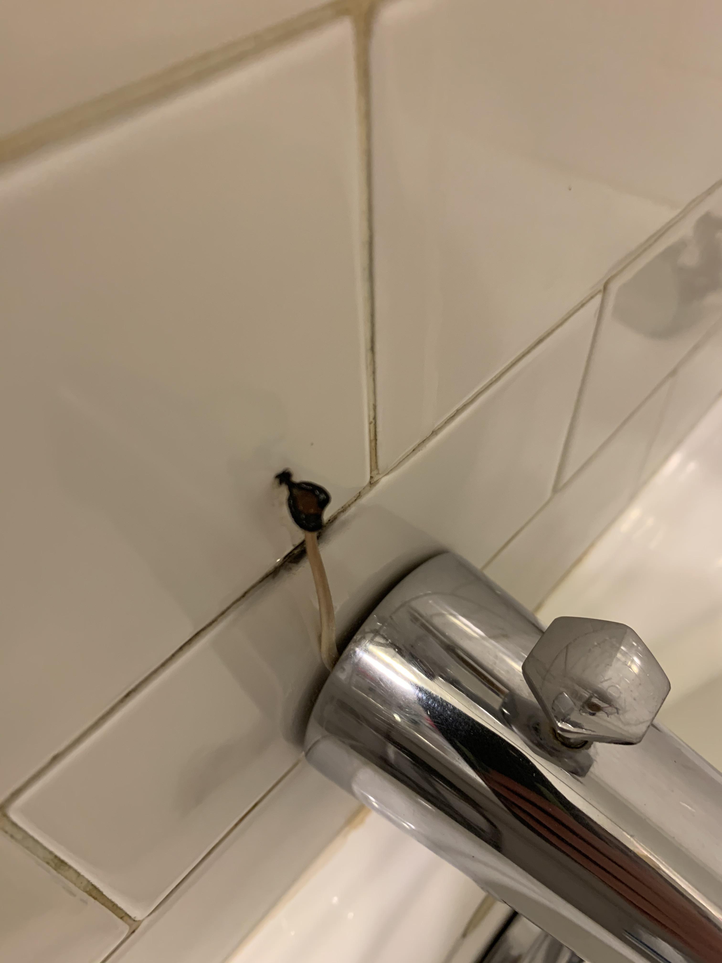 What is this mushroom (?) growing in my shower r/whatisthismushroom
