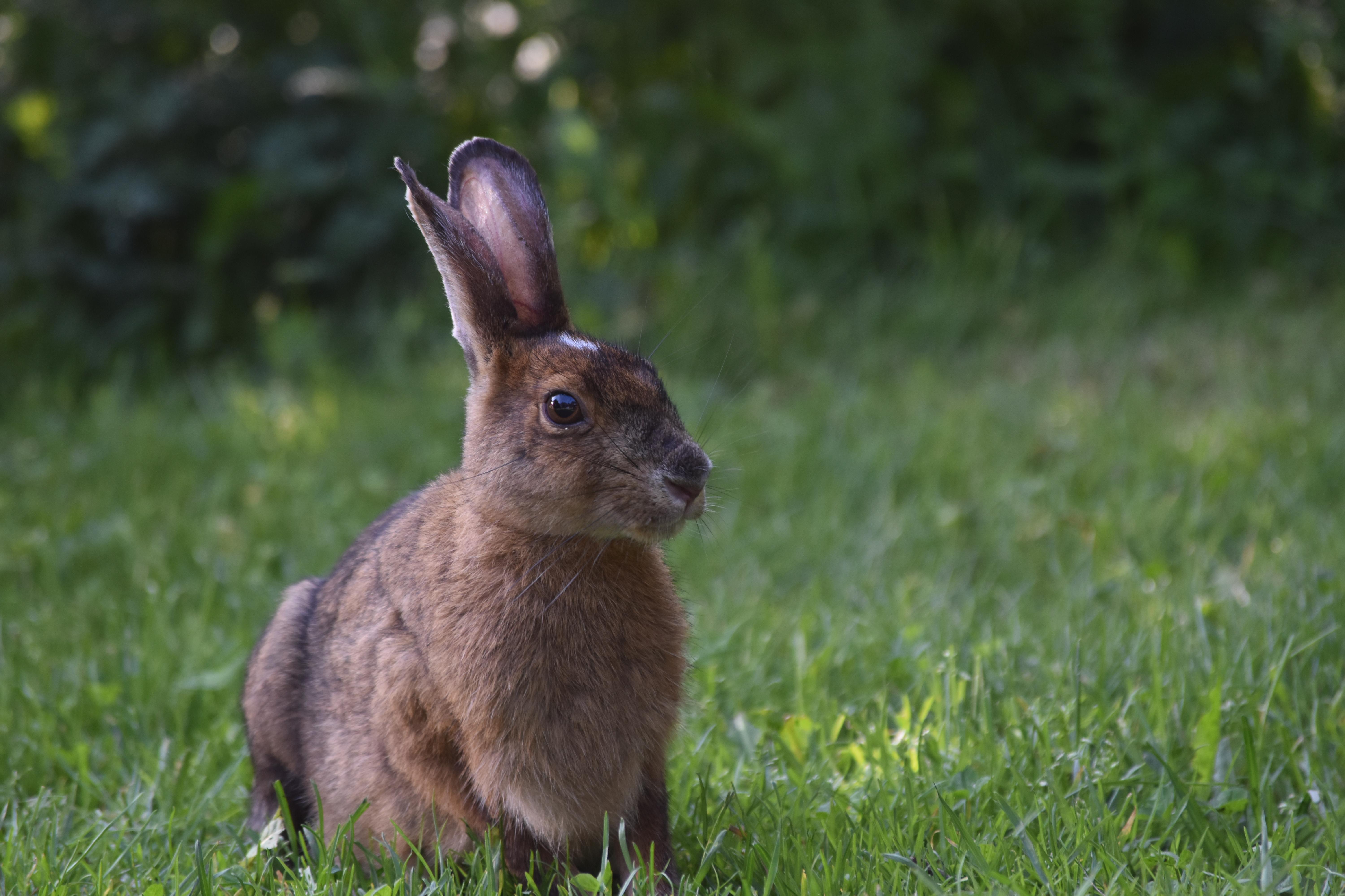 Snowshoe hare ) Gros Morne National Park (Newfoundland, Canada) r