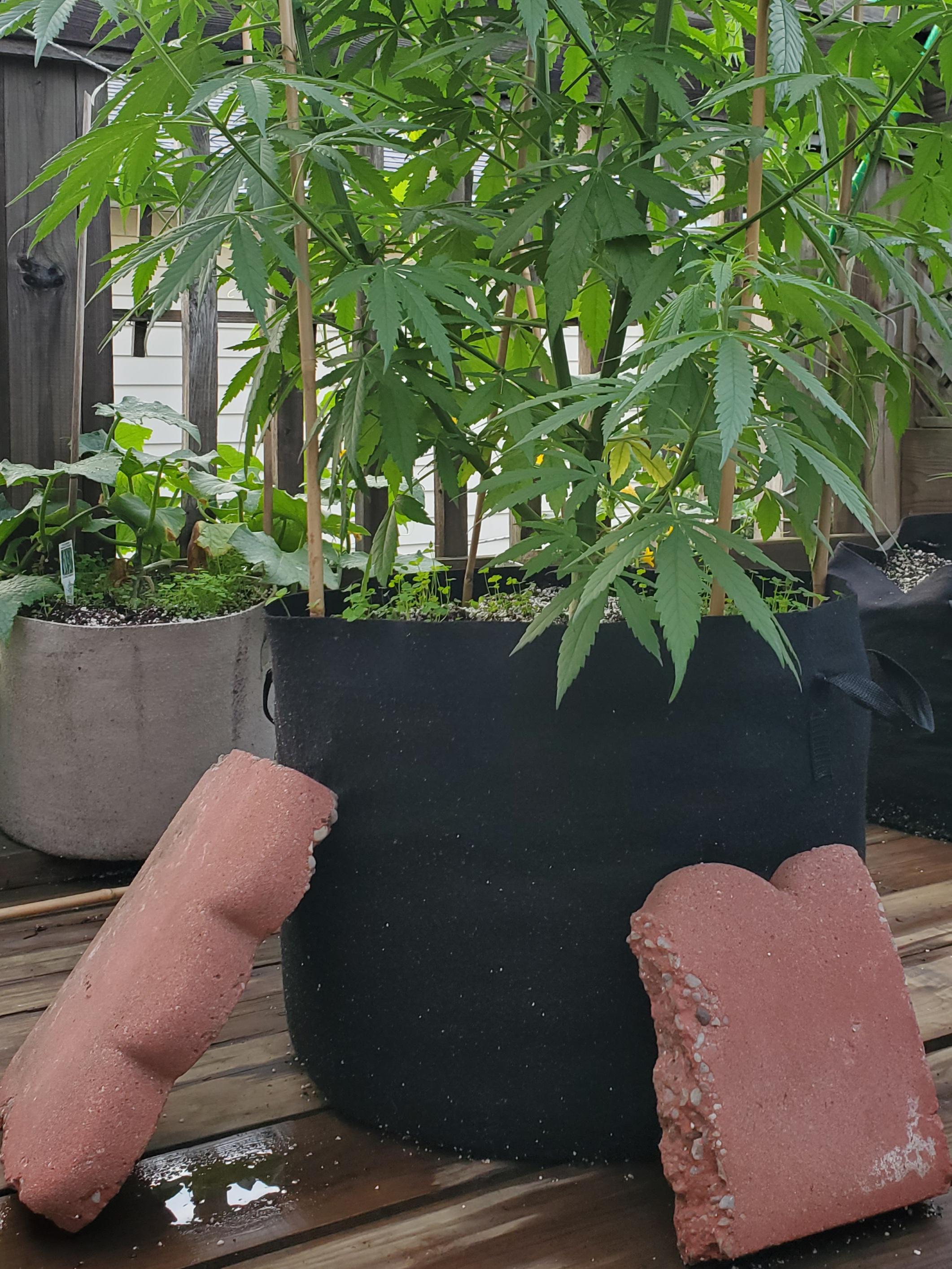 Remember to support your pot on windy days