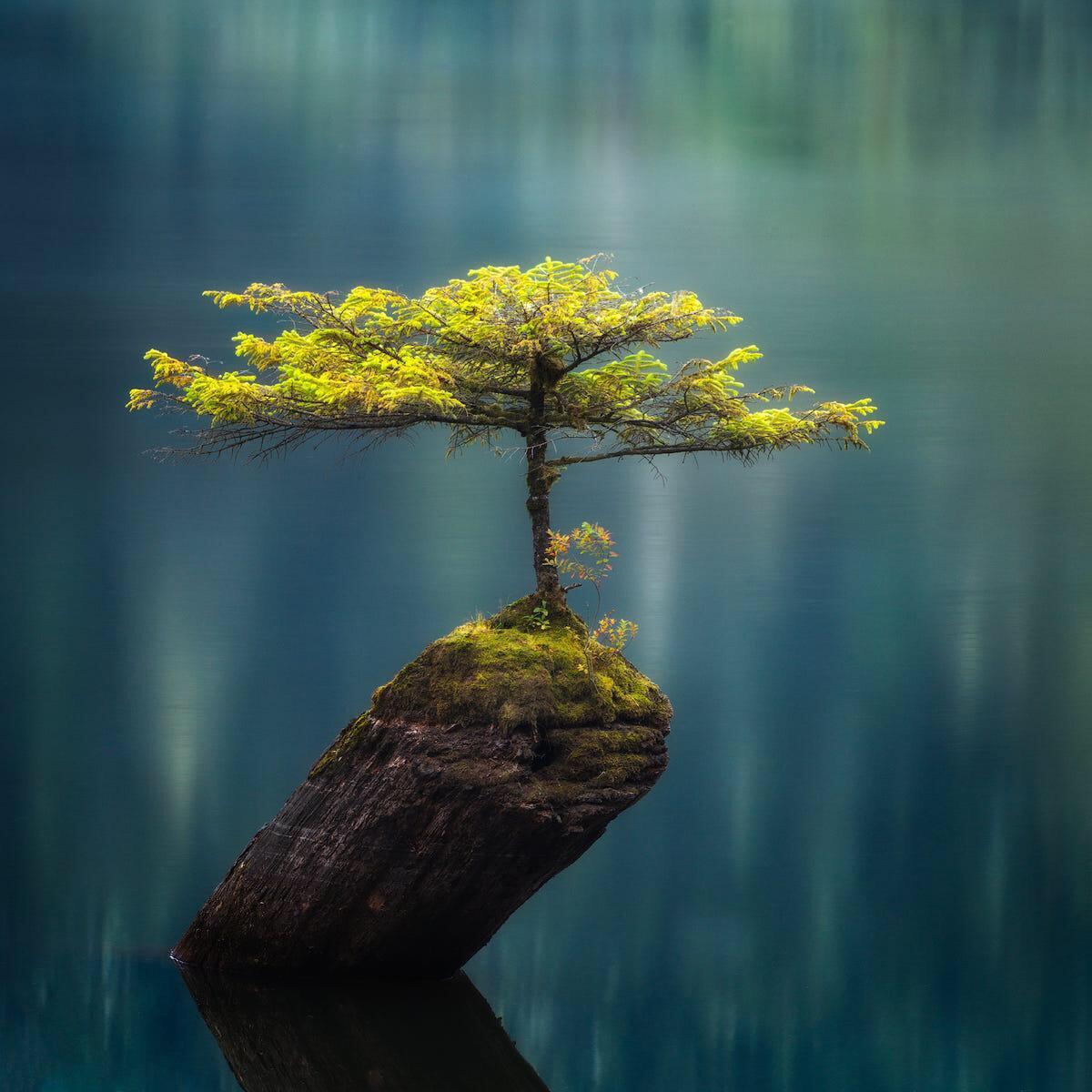 A lone Bonsai Tree growing from a submerged log in the middle of a lake