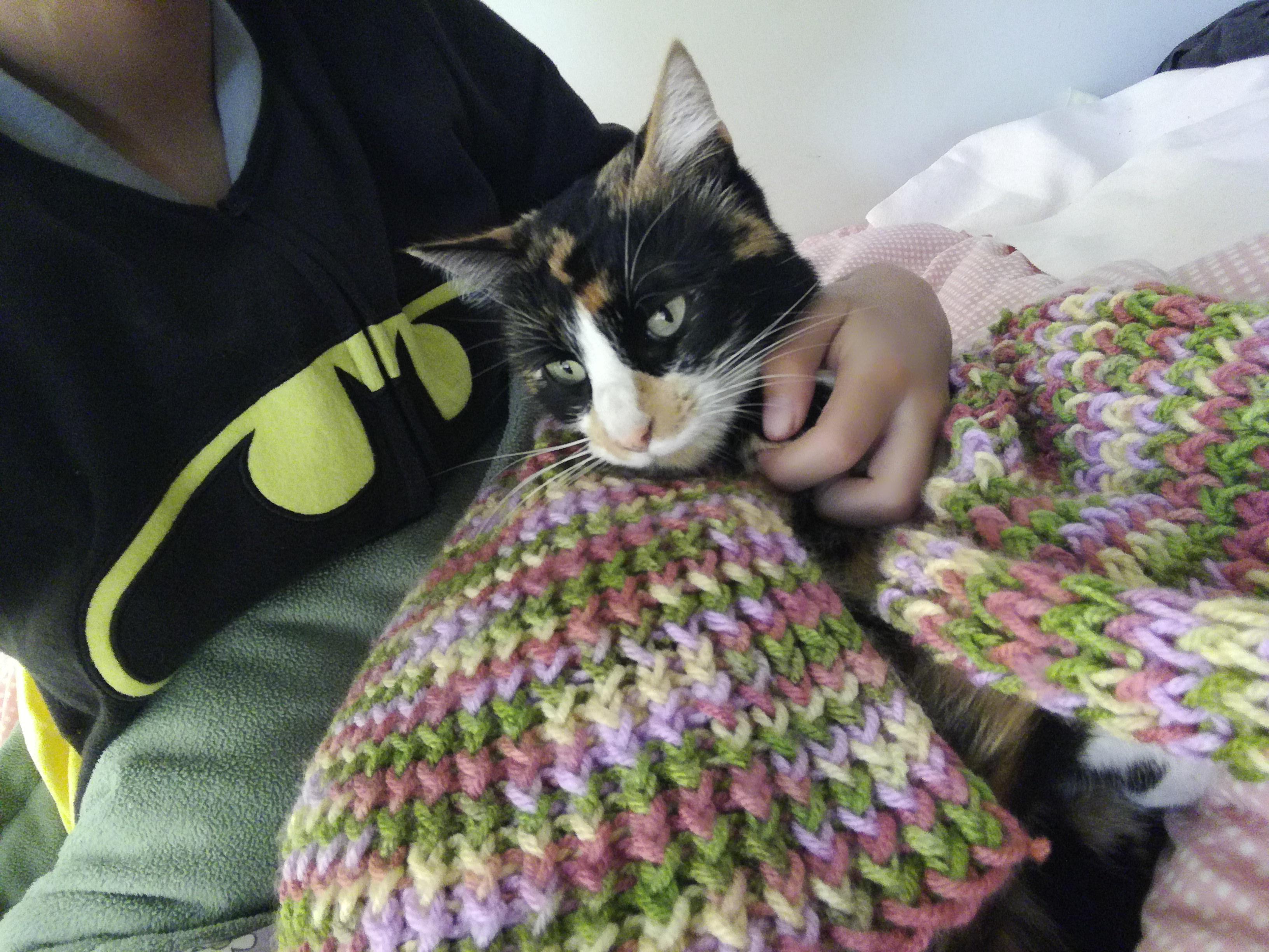 Was knitting, cat liked. r/cats