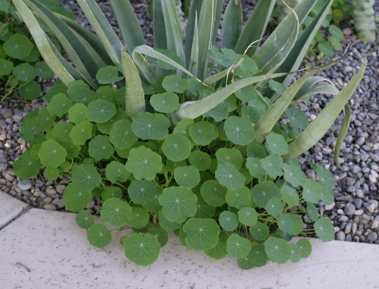 Weird plant in Arizona r/whatsthisplant