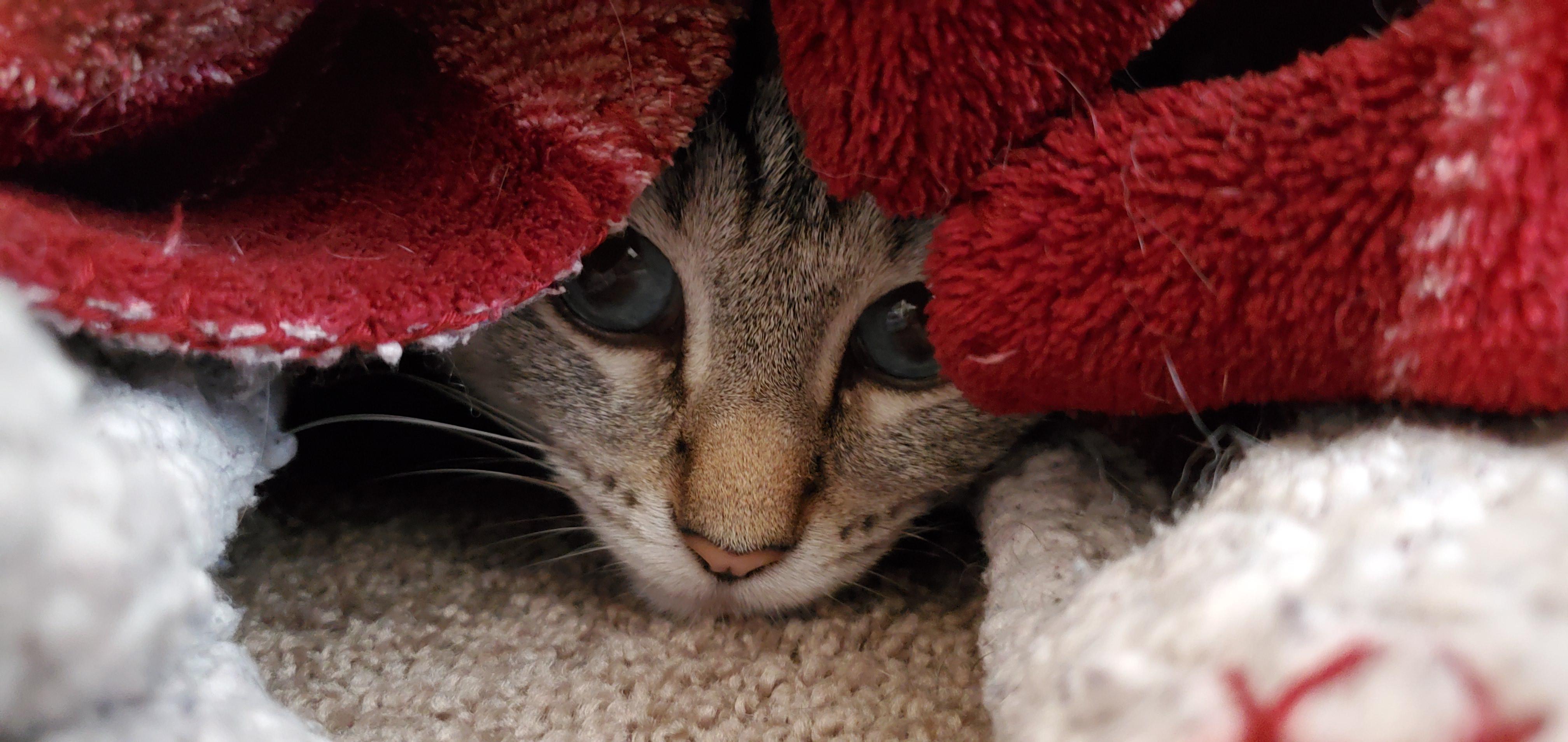 My cat under a blanket! Her name is Whisp! r/cats