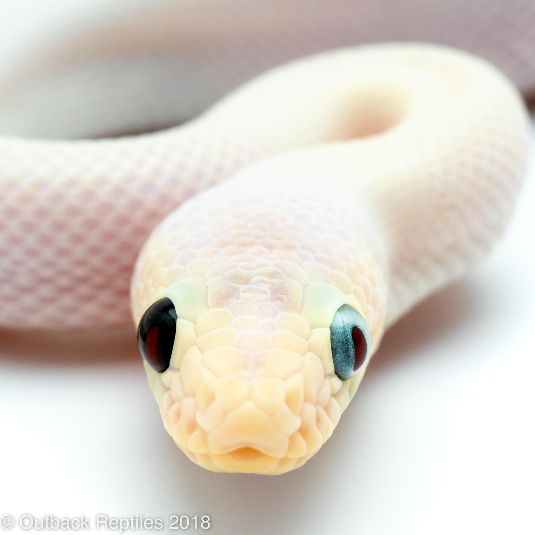 This solid white snake has one black eye and one blue eye. r/pics