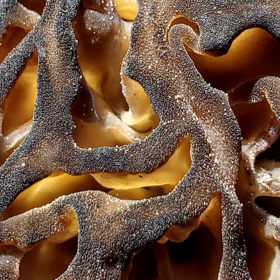 A black morel up close. r/mycology