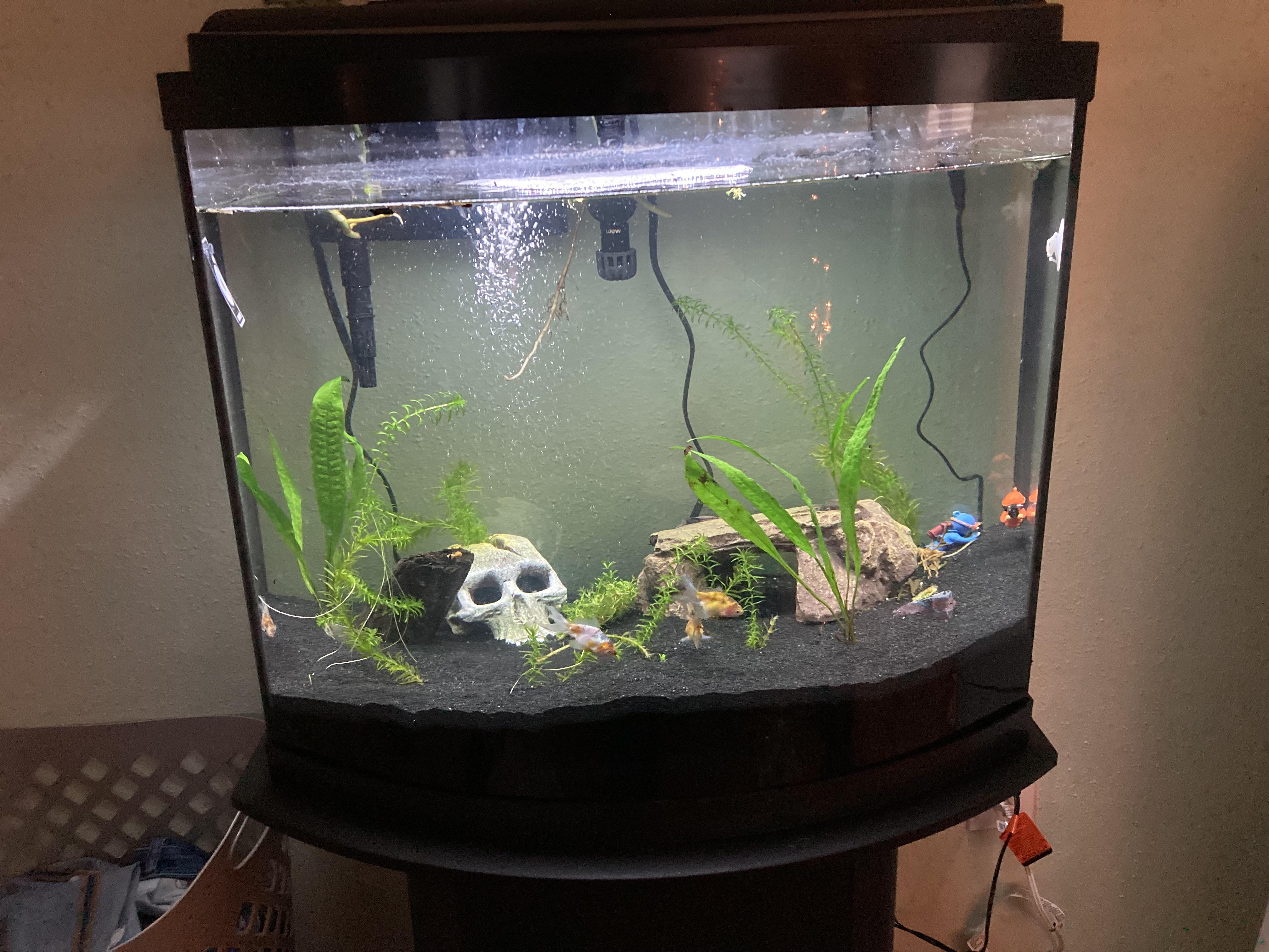 I have four Calico Fantail goldfish in a 26 gallon tank. I wanted to