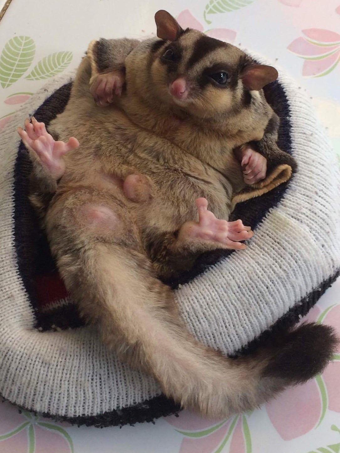 Sugar Glider Sleeping