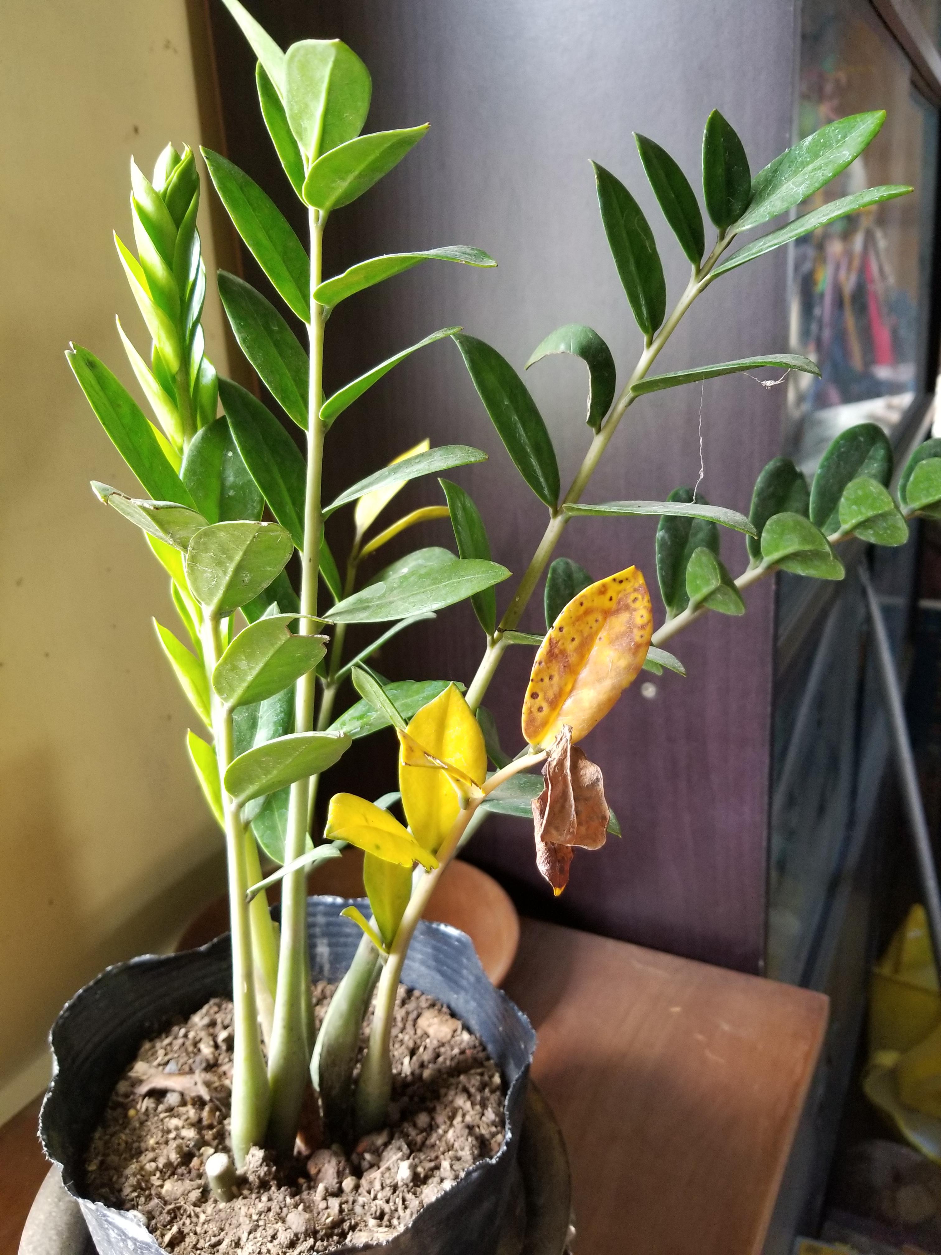 My zz plant is turning yellow. SW window. I water when very dry. There