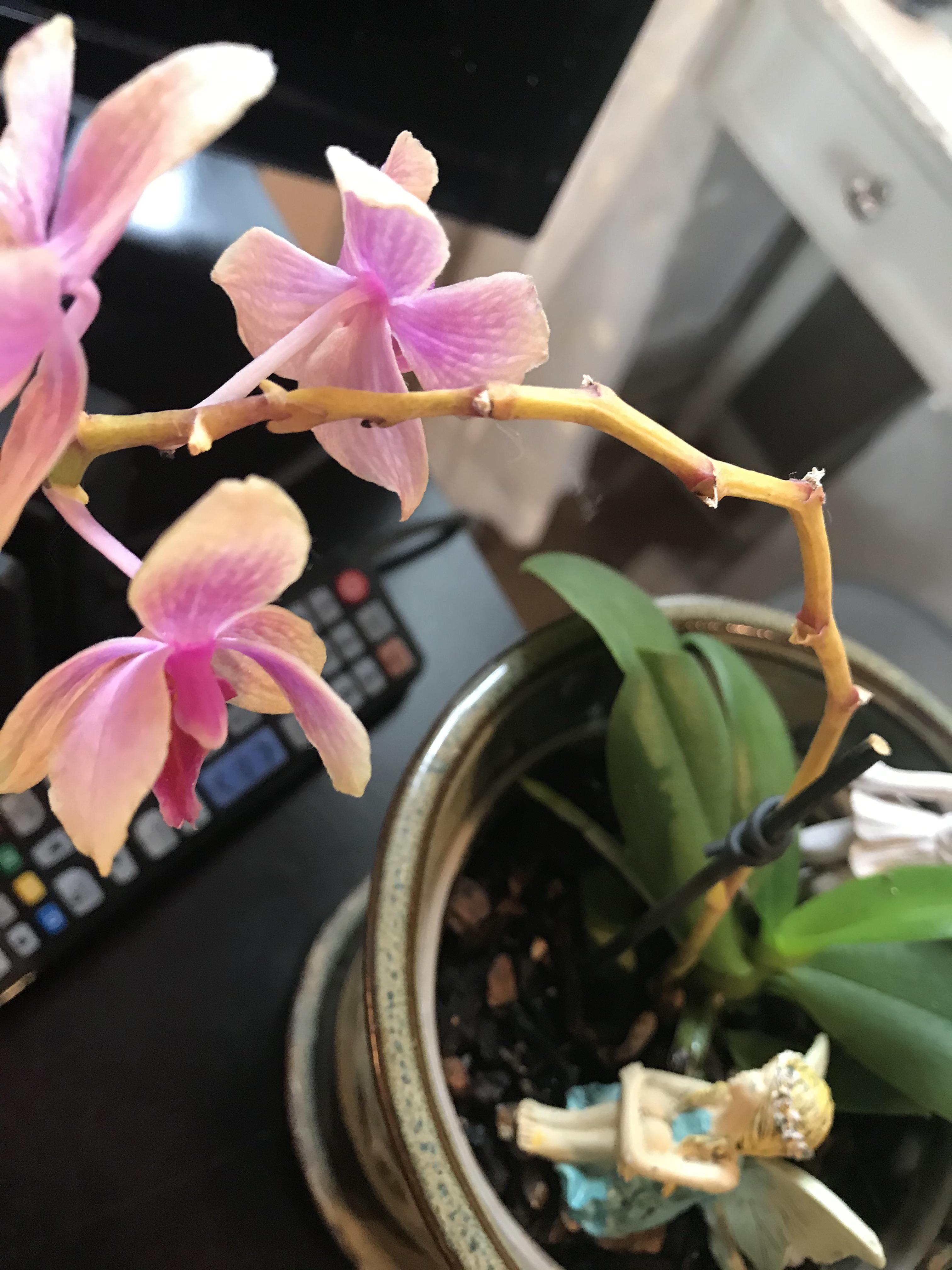 So this is the first bloom I have seen with this orchid, and I am