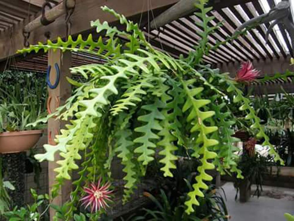 The fishbone cactus is my new white whale. Where can I find an already