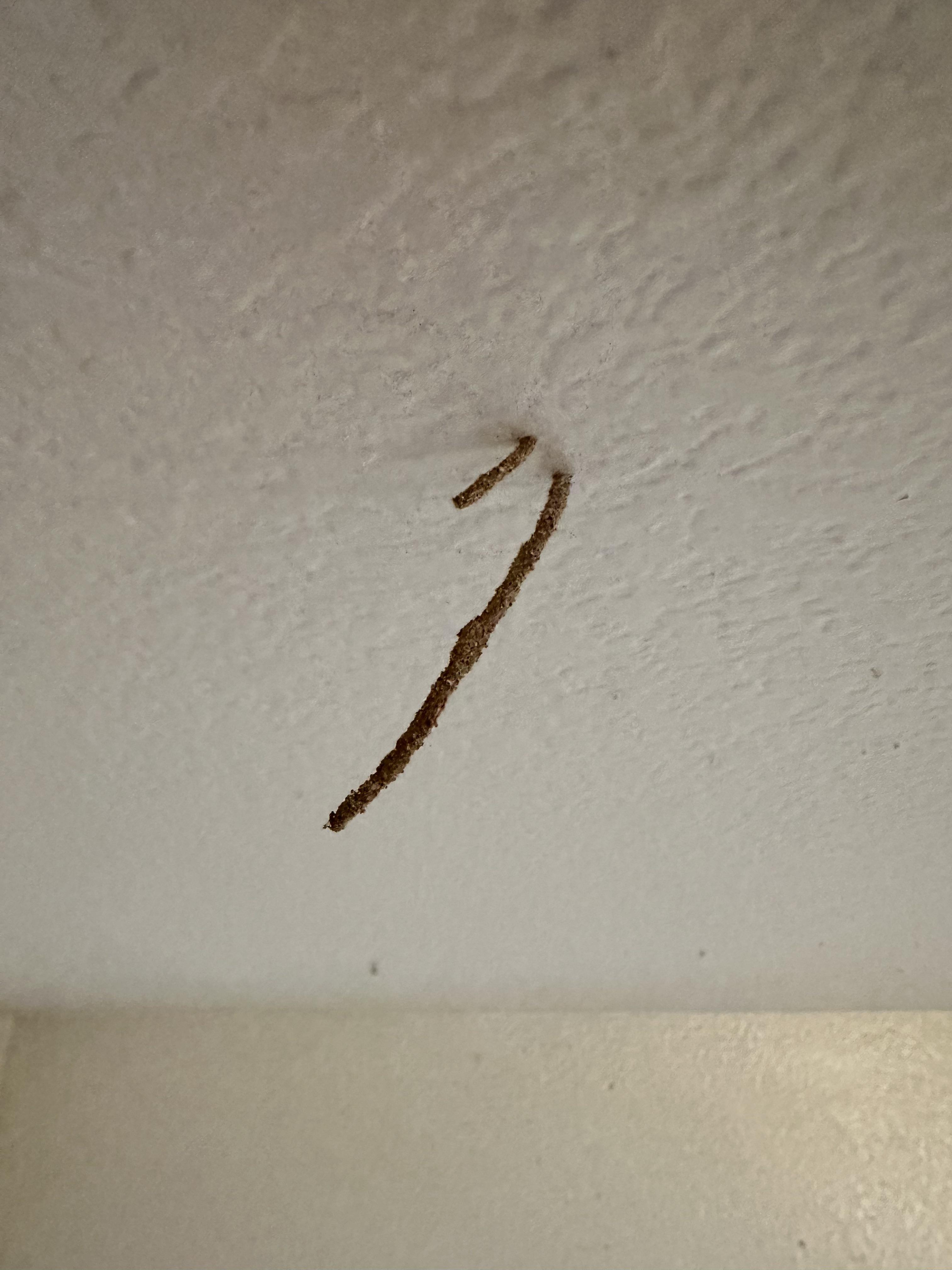 Found this on my ceiling today, when I wiped it away there were two