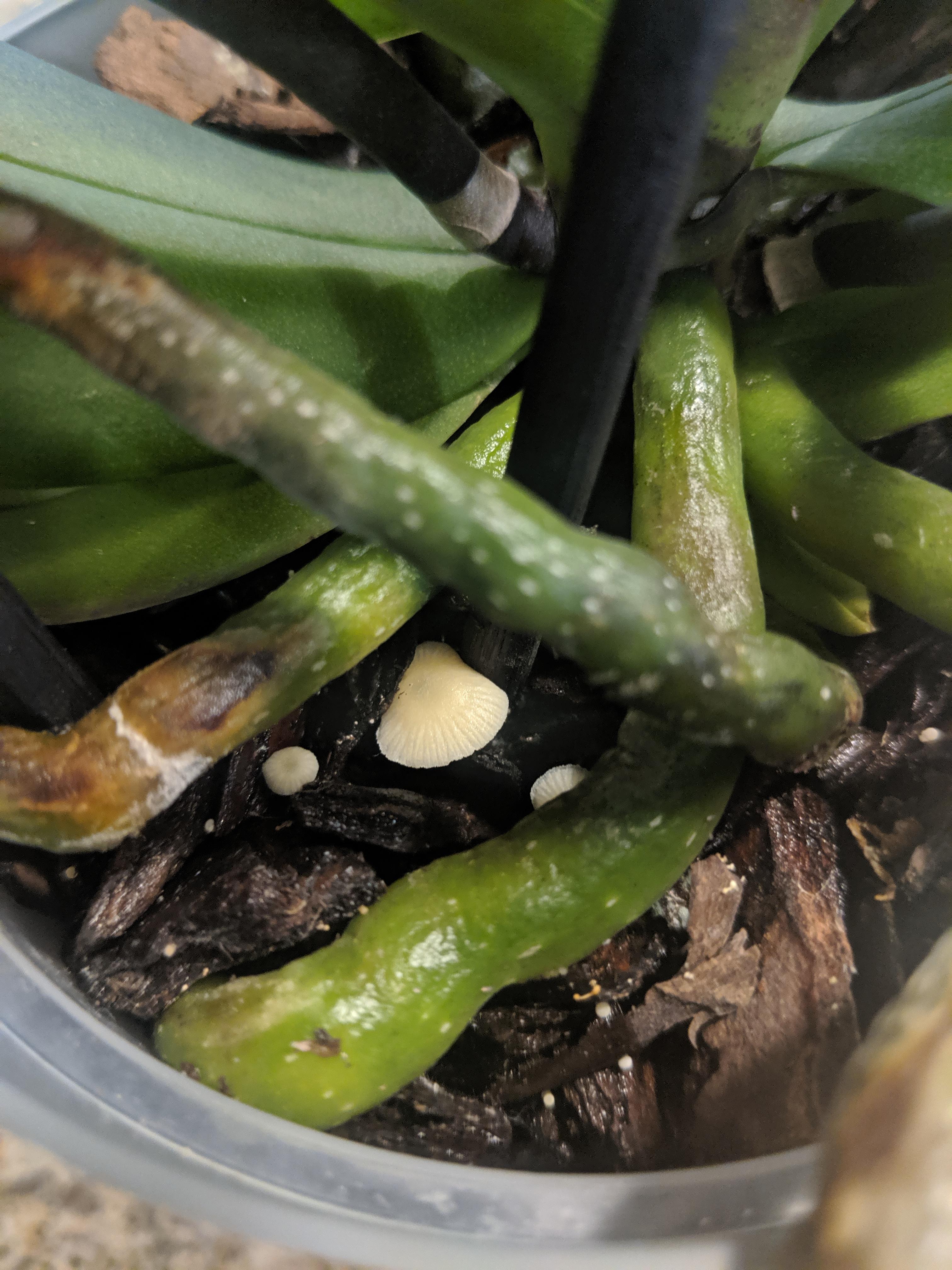 Found mushrooms in my orchid. I just got it a little over a week ago. A