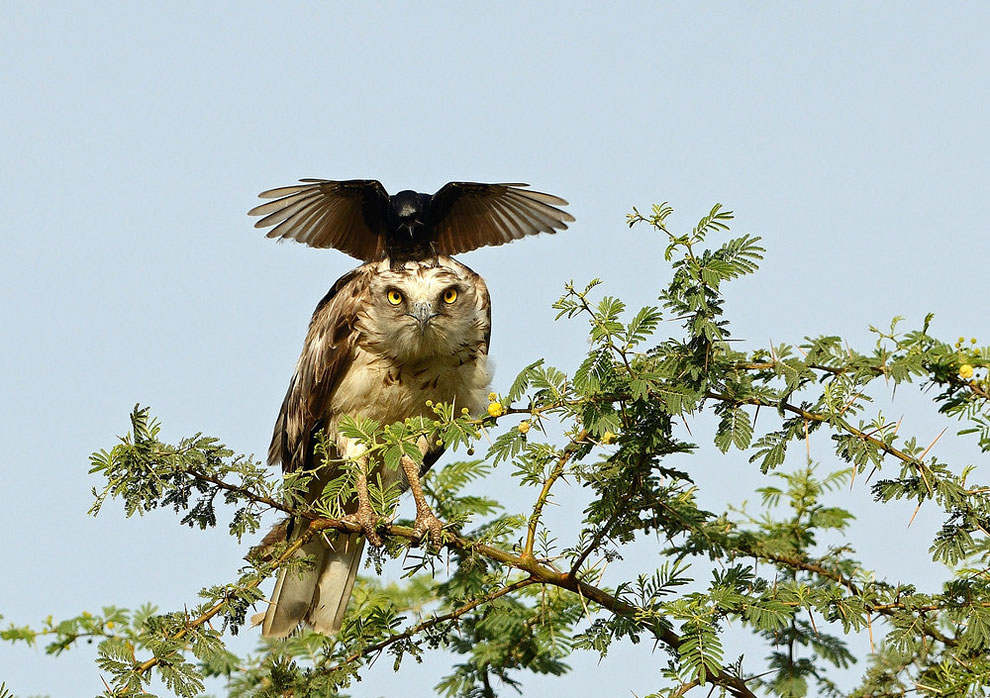 Don't ya just hate it when a crow lands on your head? r/pics