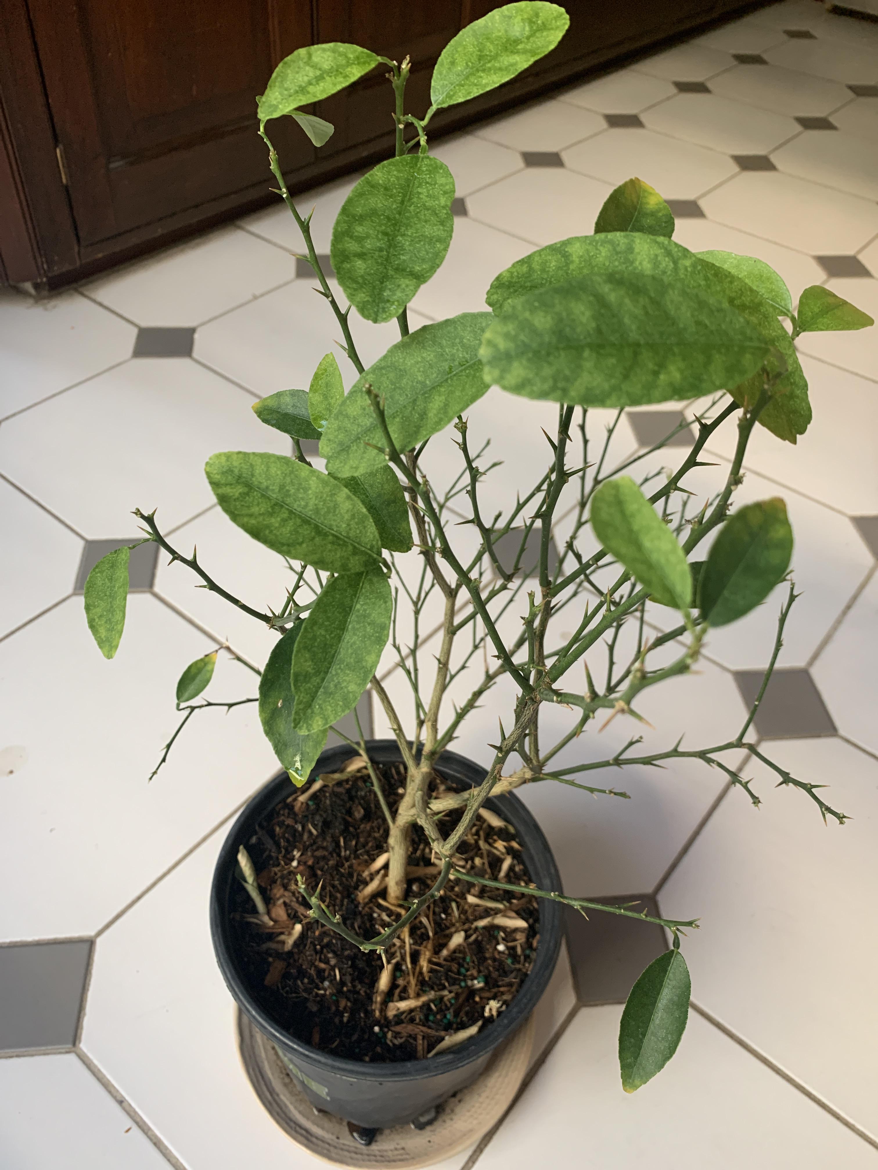 (Lime tree) Leaves falling off and pale leaves. Please help! r/Citrus