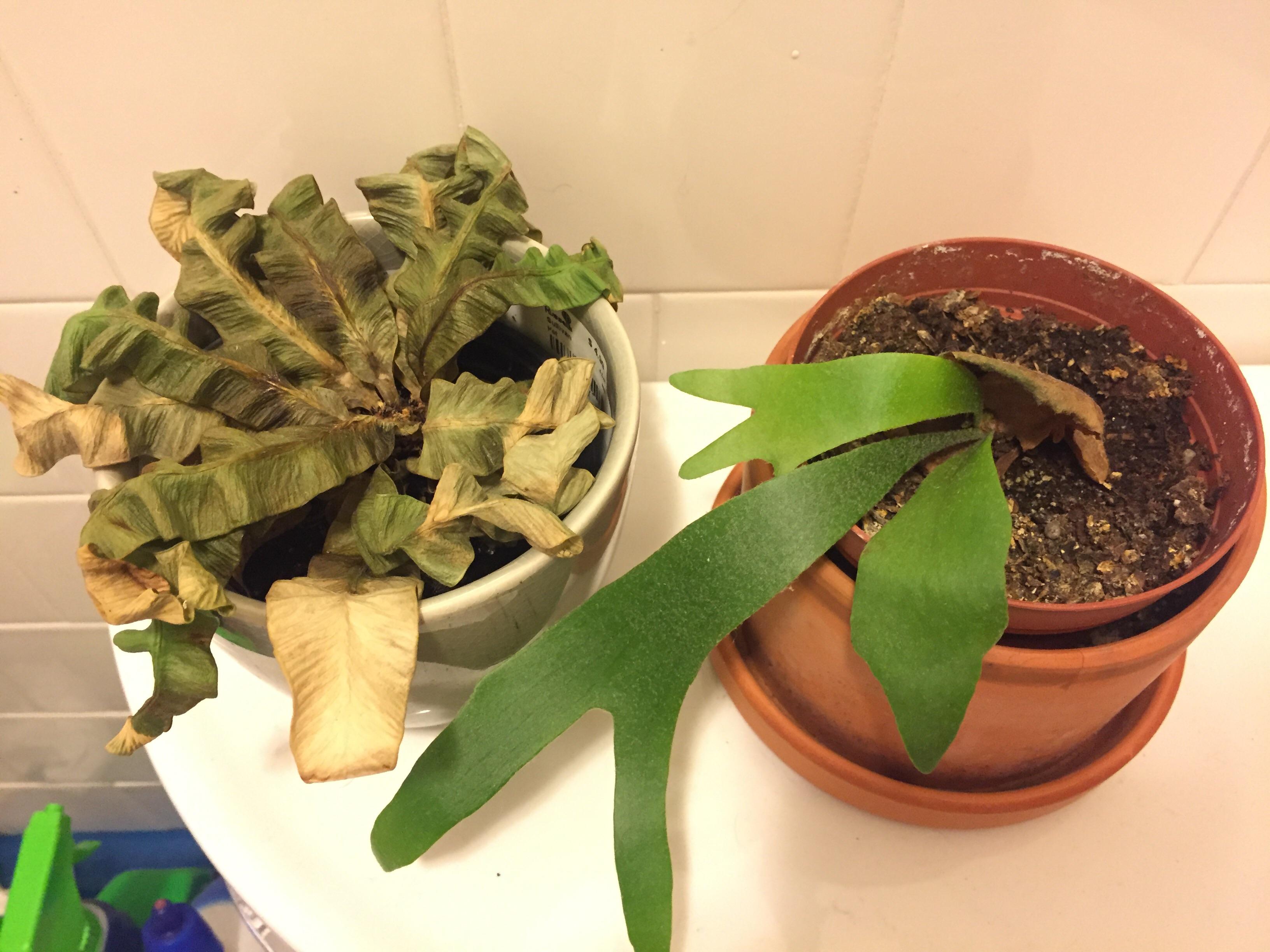How can I stop murdering my ferns ? gardening