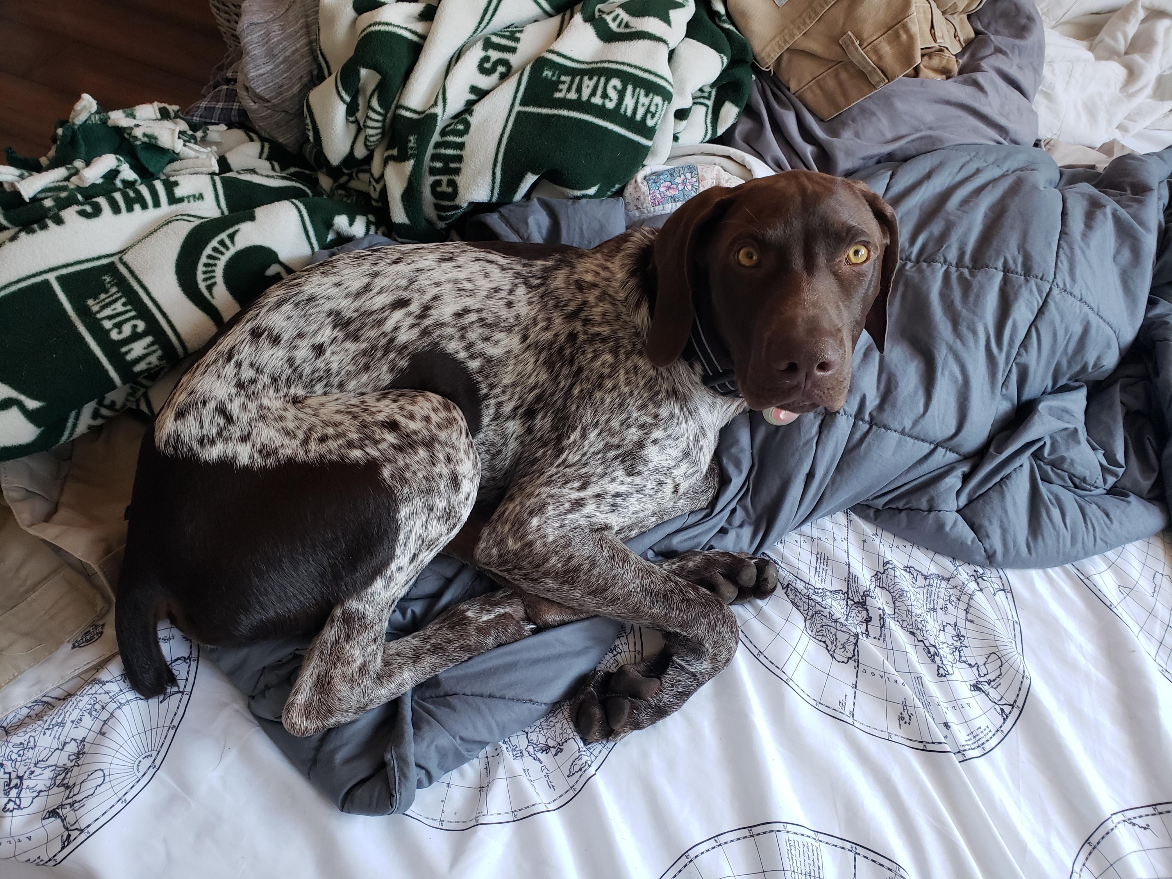 This is Chester my GSP he loves to cuddle! r/germanshorthairs