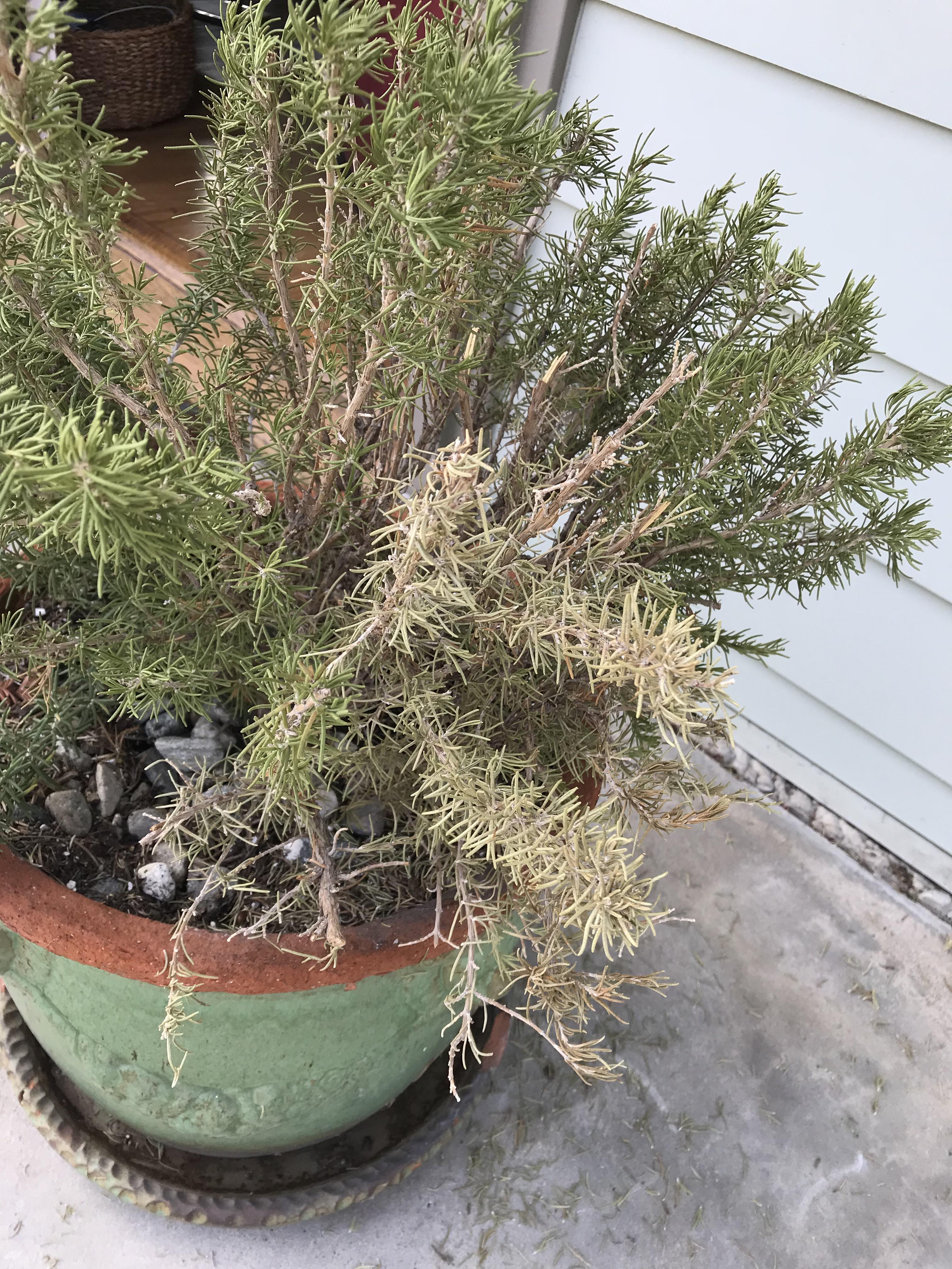 Tuscan Blue Rosemary is turning brown. Help! Located in Southern