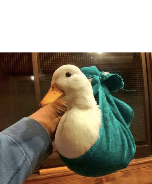 The duck is a bird which normally found in the place where there is