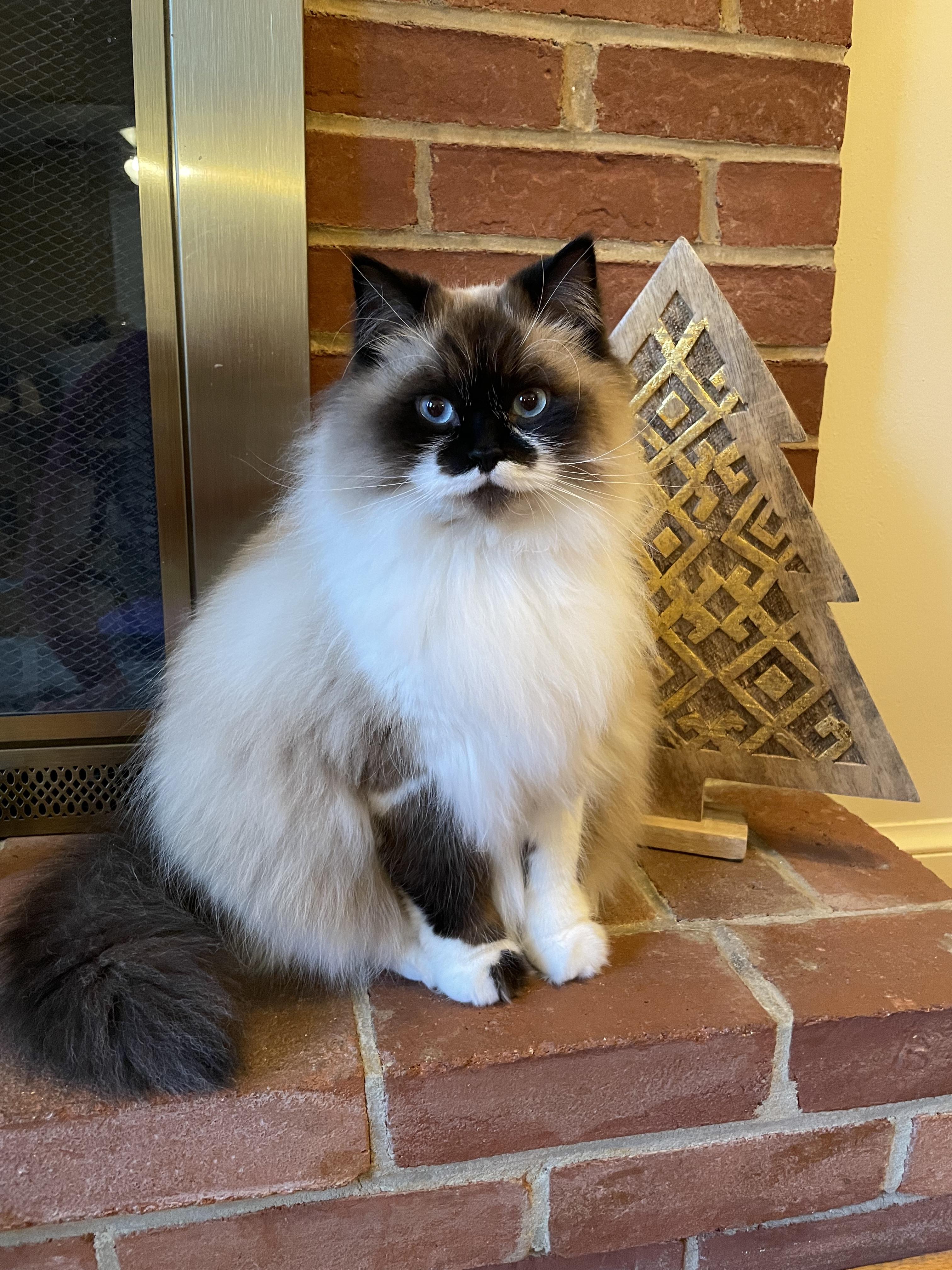 What is on your cats’ Christmas lists Klaus wants churus, fuzzy poofs