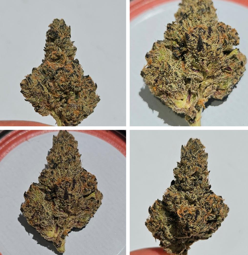 Peanut Butter Breath THC20.99 Terpenes3.2 r/FLMedicalTrees