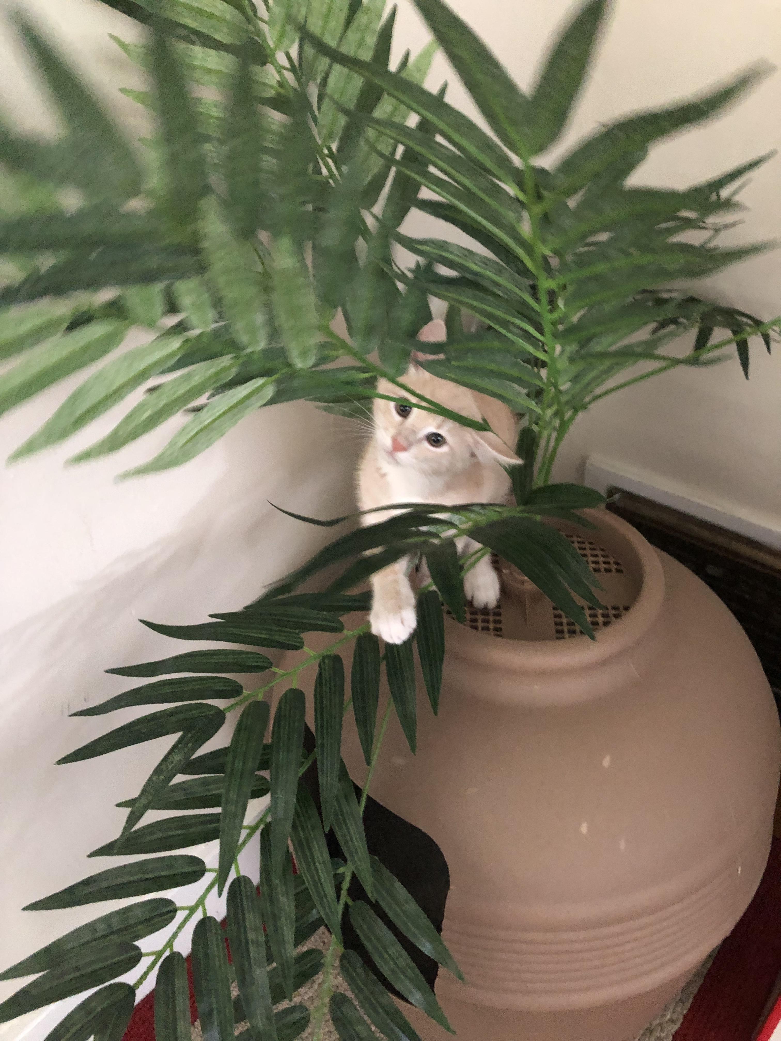 Our kitten loves his new “potted plant” litter box r/kittens