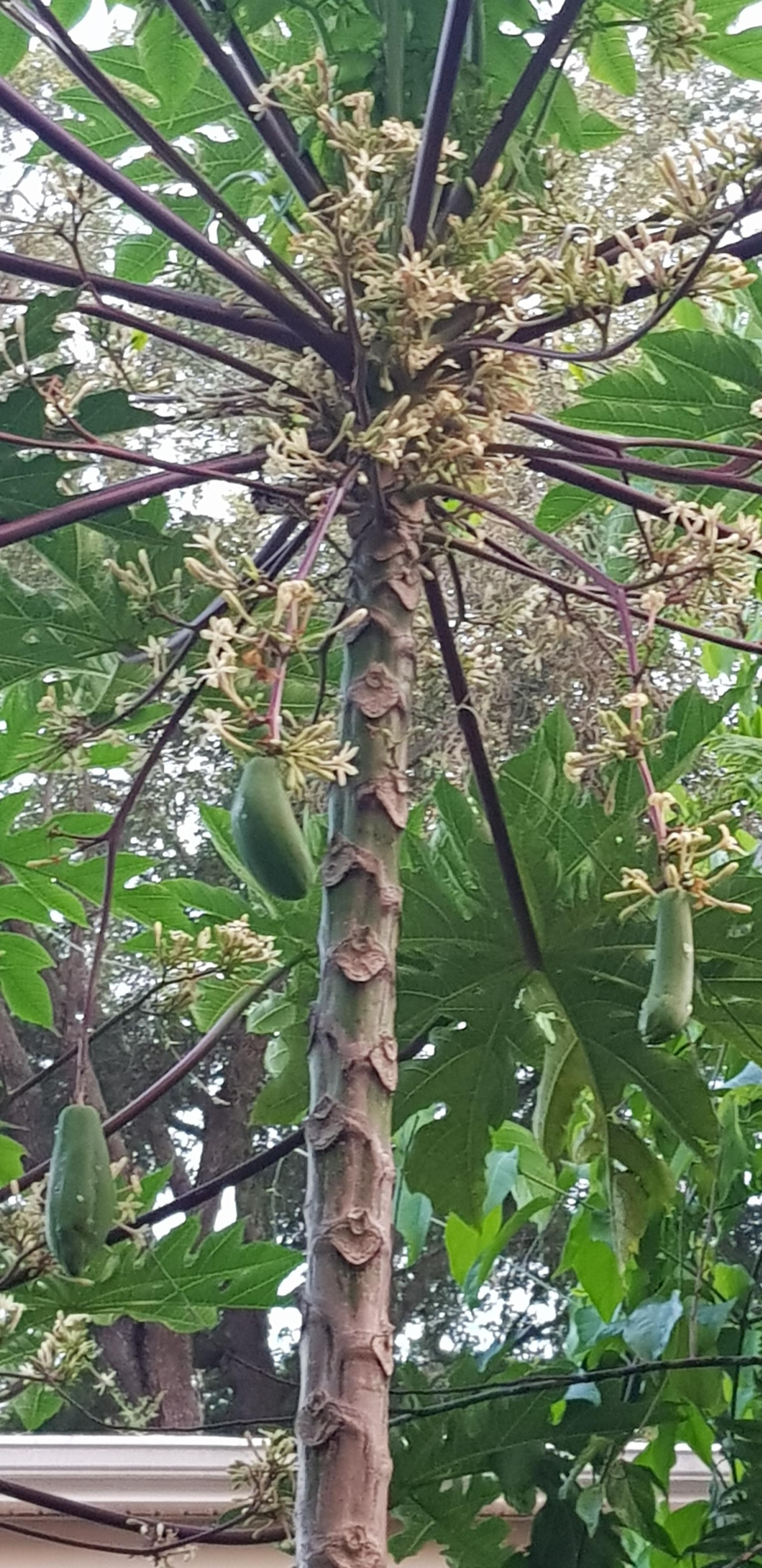 Has anyone ever seen a this? Several Papaya fruits are unexpectedly