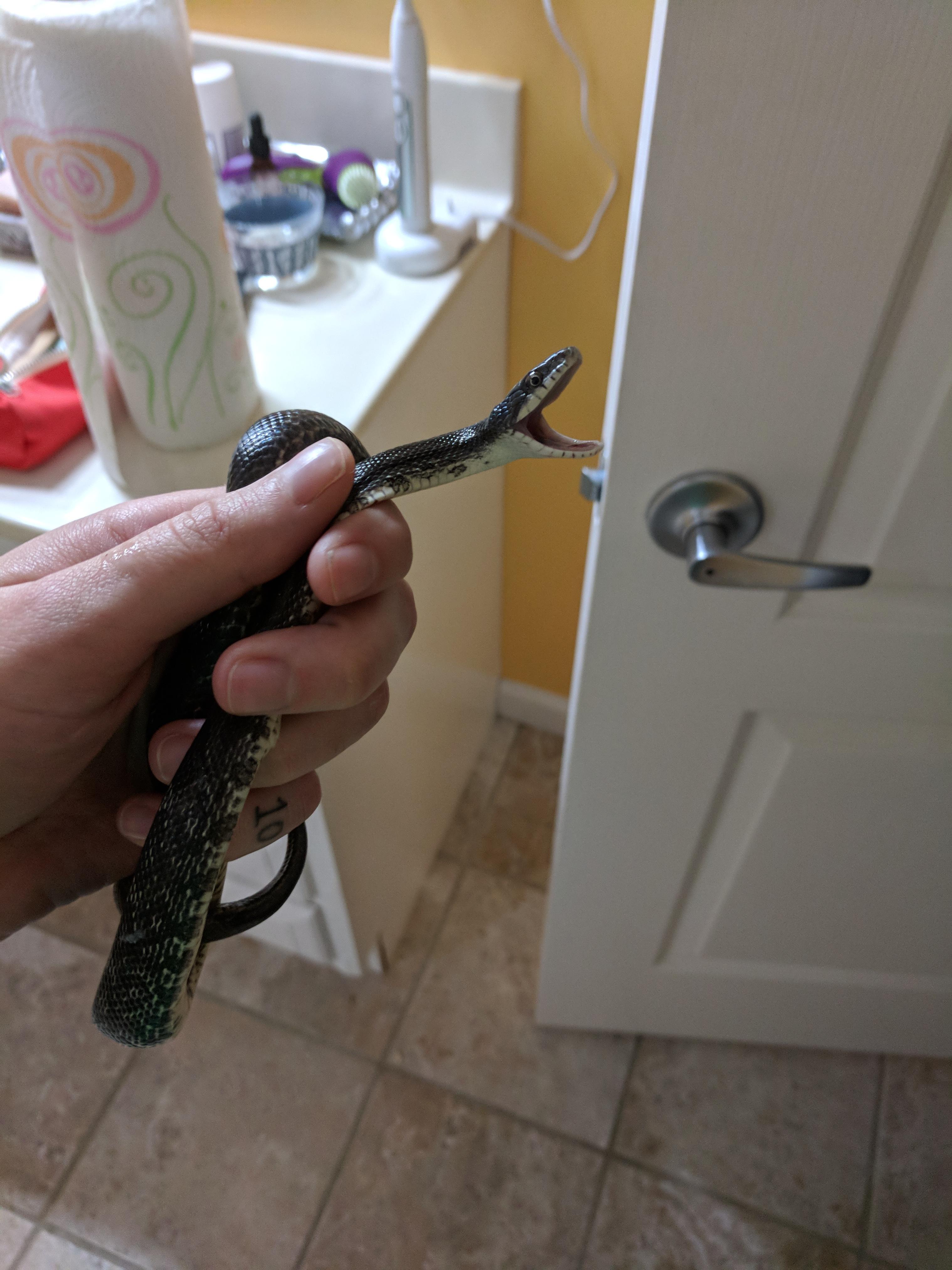 This noodle snuck in my bathroom yesterday. Juvenile Eastern Rat Snake