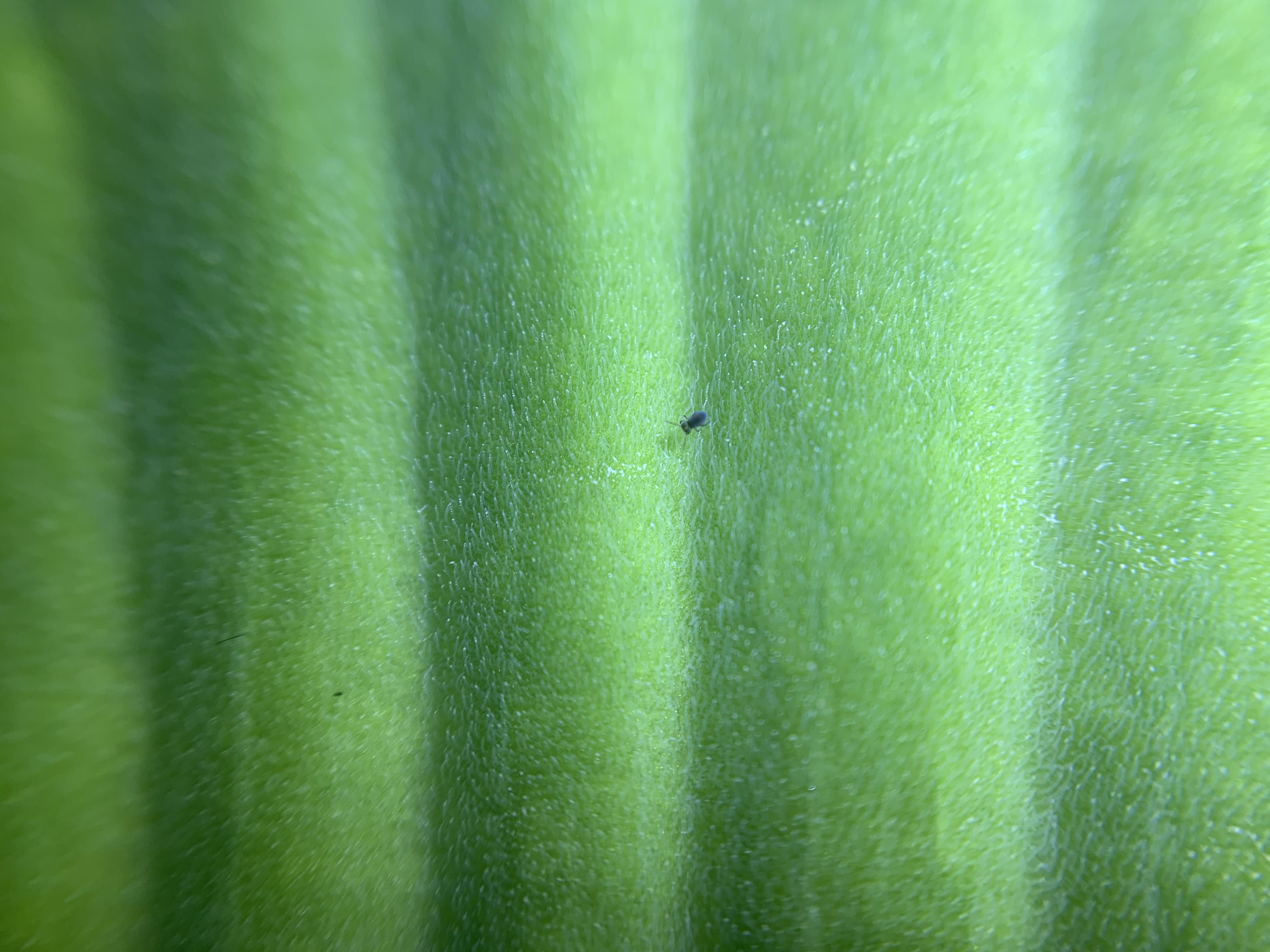 Help, little black bugs in water lettuce? Will these harm my betta? r