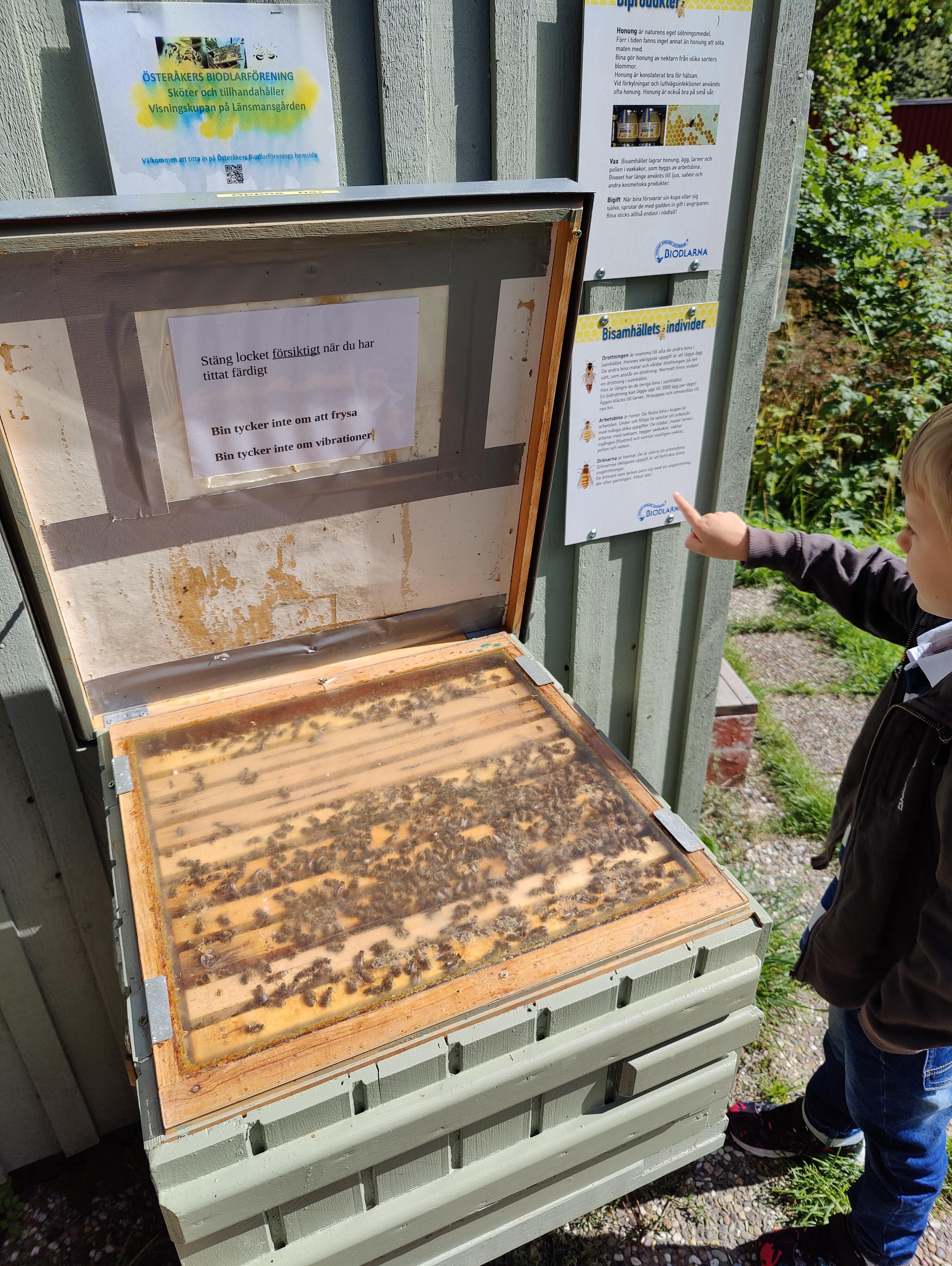 Our local beekeeping club has an exhibition for kids, with actual bees