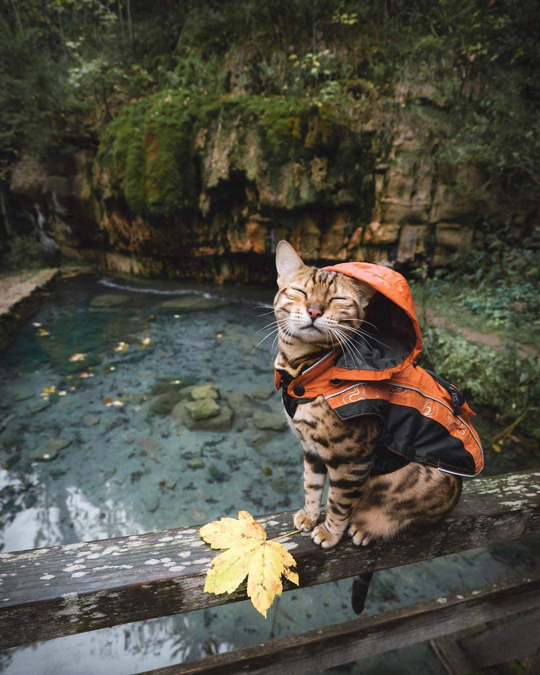 Zen Kitty r/aww