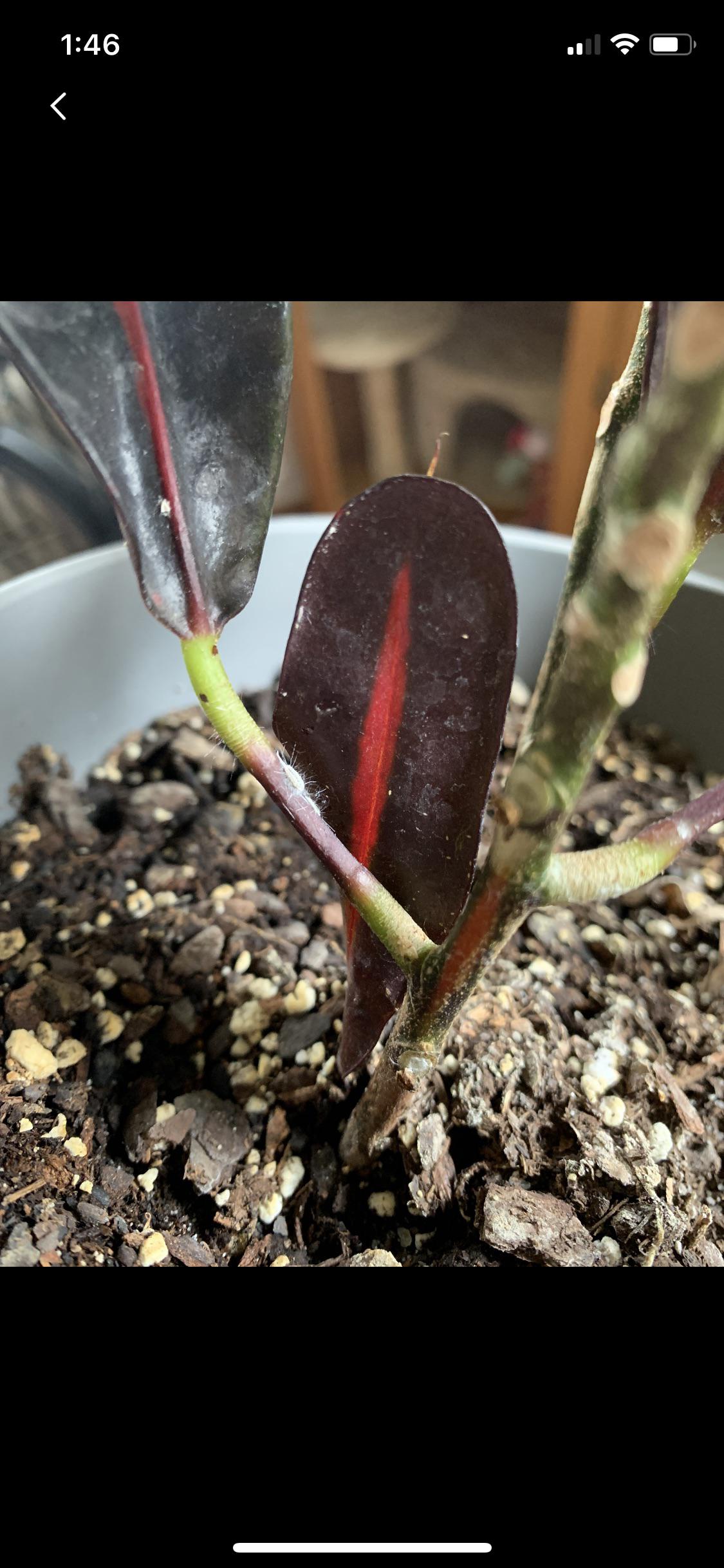 Fuzzy white spots on stems and leaves of my croton. Does anyone know