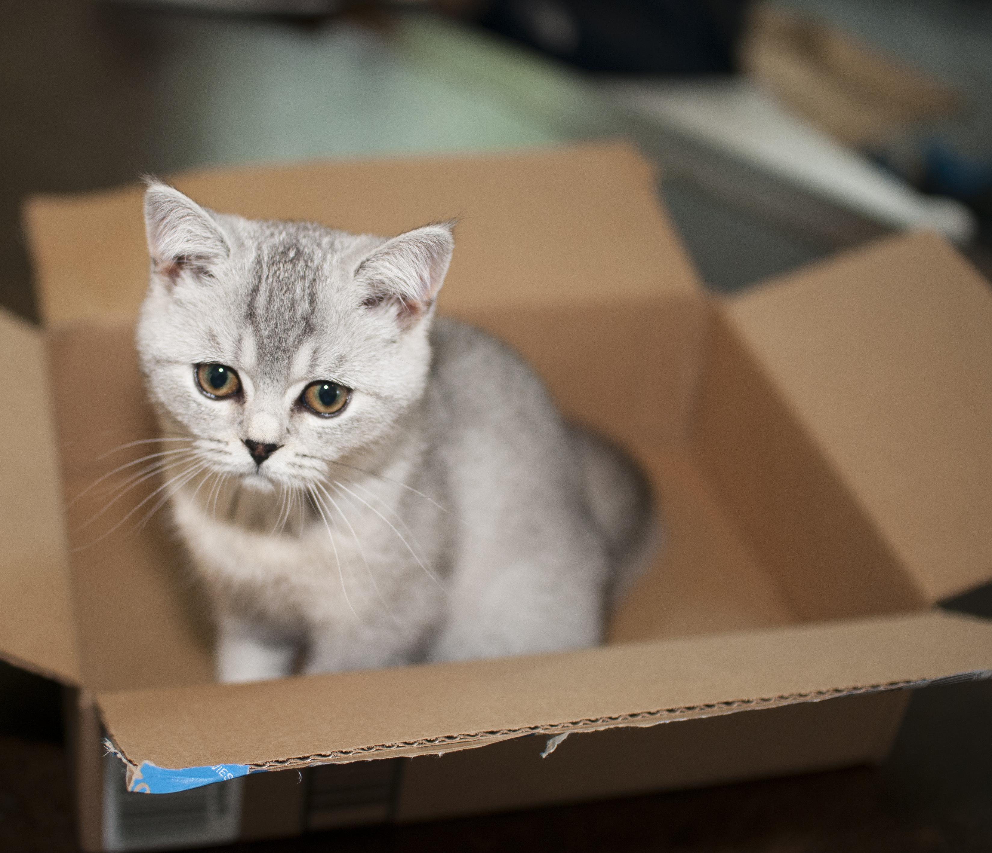 She likes to sit in boxes. r/cats