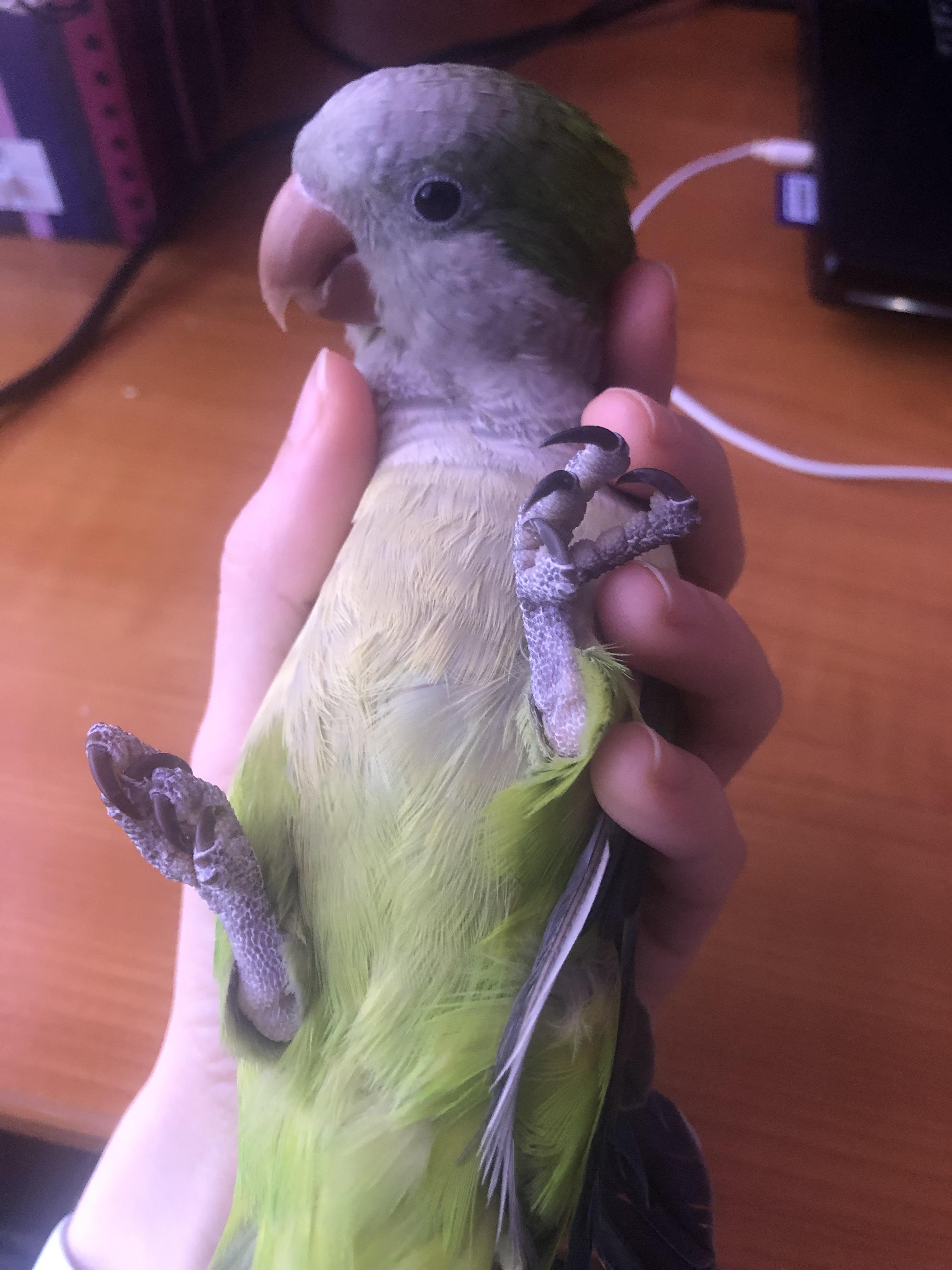 I’ve been harvesting some lettuce, this one looks fresh Monk_QuakerParrots