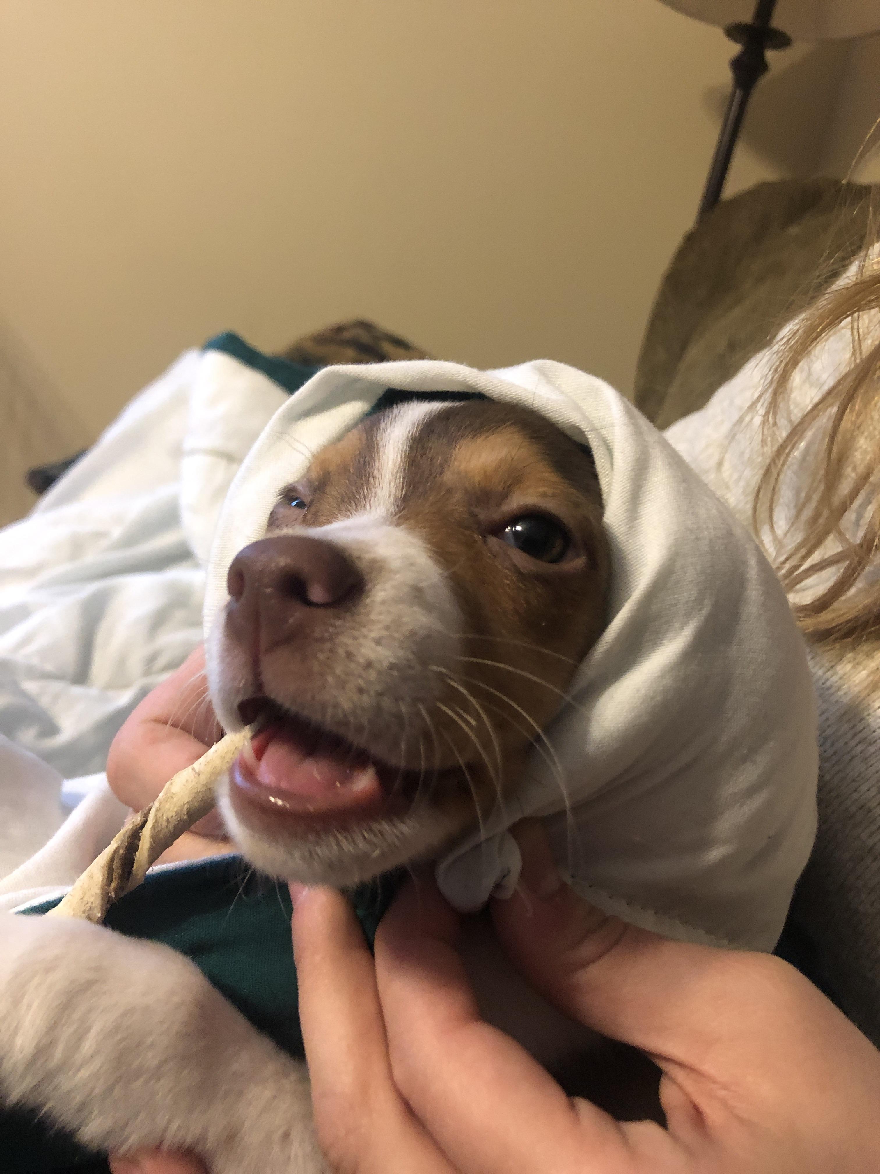 A babushka dog with practically no teeth r/babushkadogs