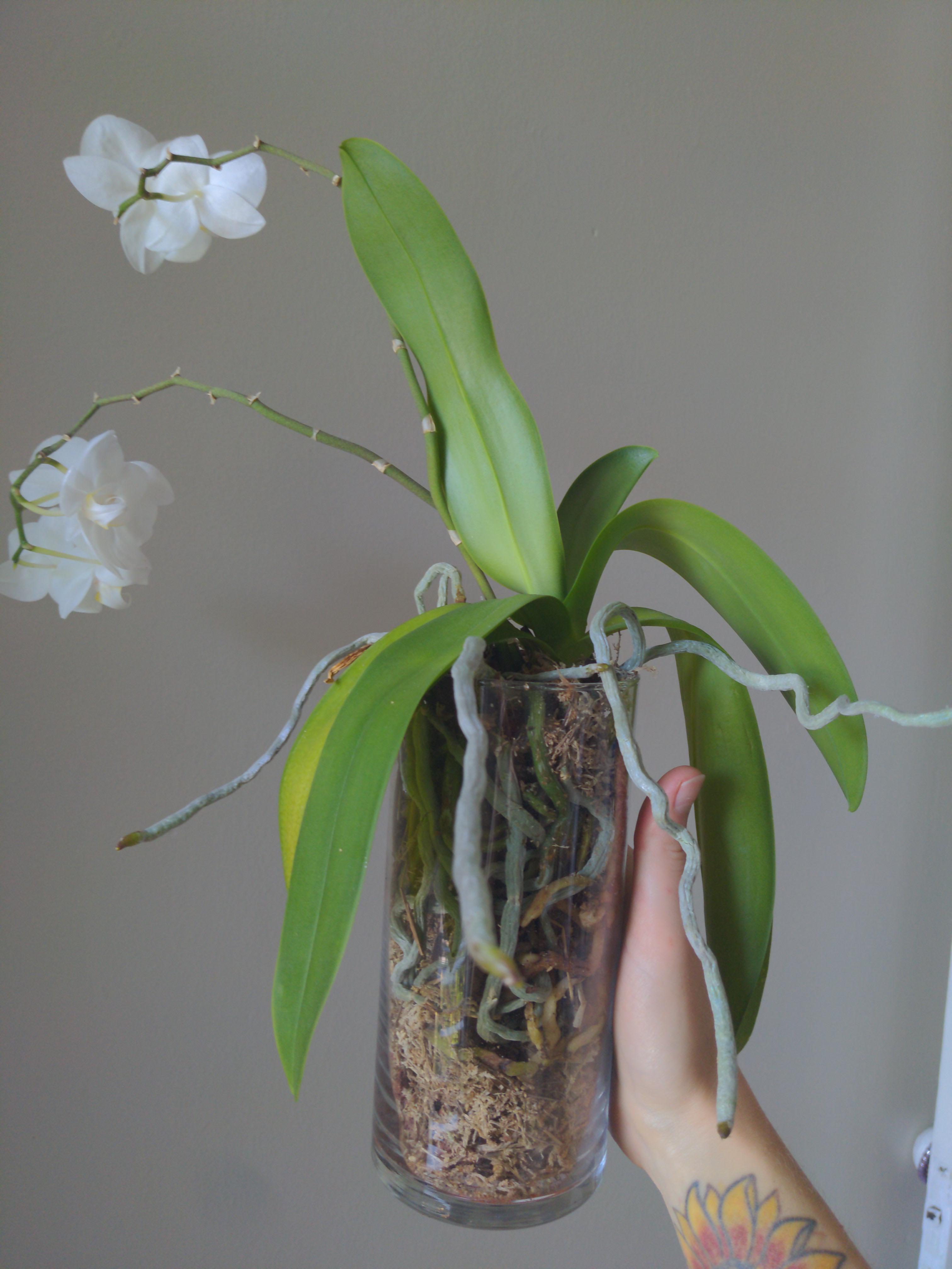 Are Lava Rocks Bad For Orchids