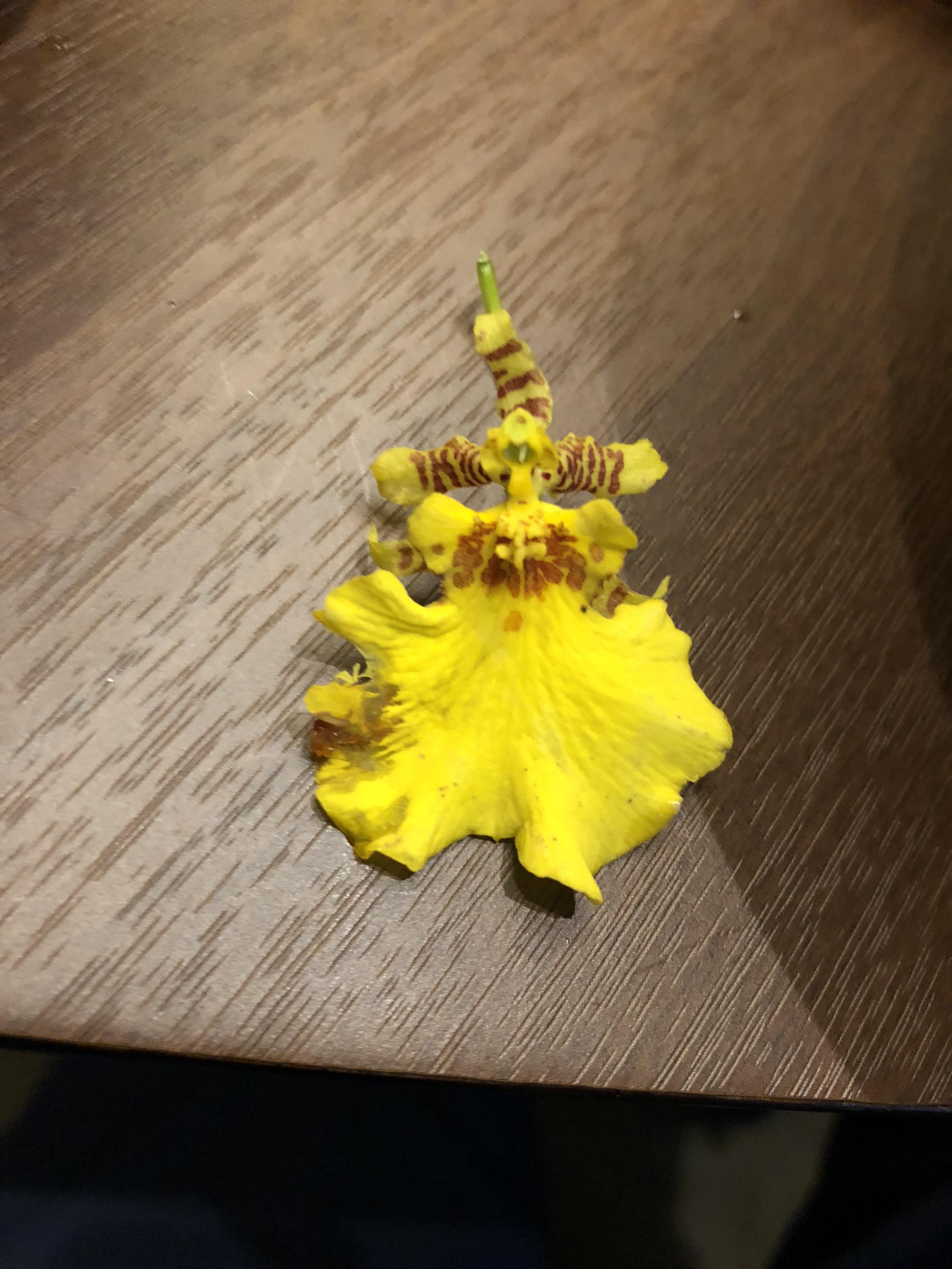 This flower looks like a girl wearing a dress. r/pics
