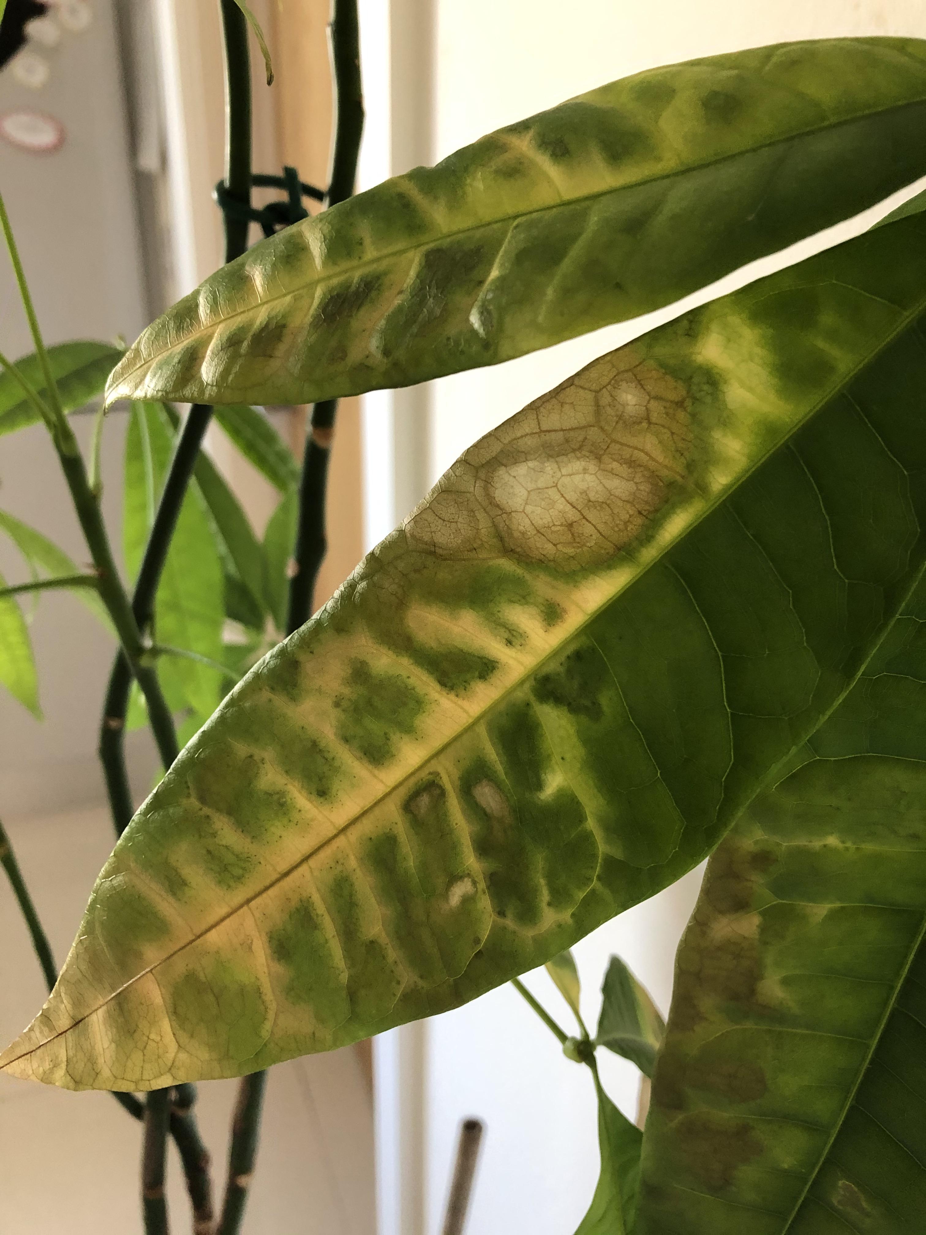 What’s wrong with my money tree? r/plantclinic